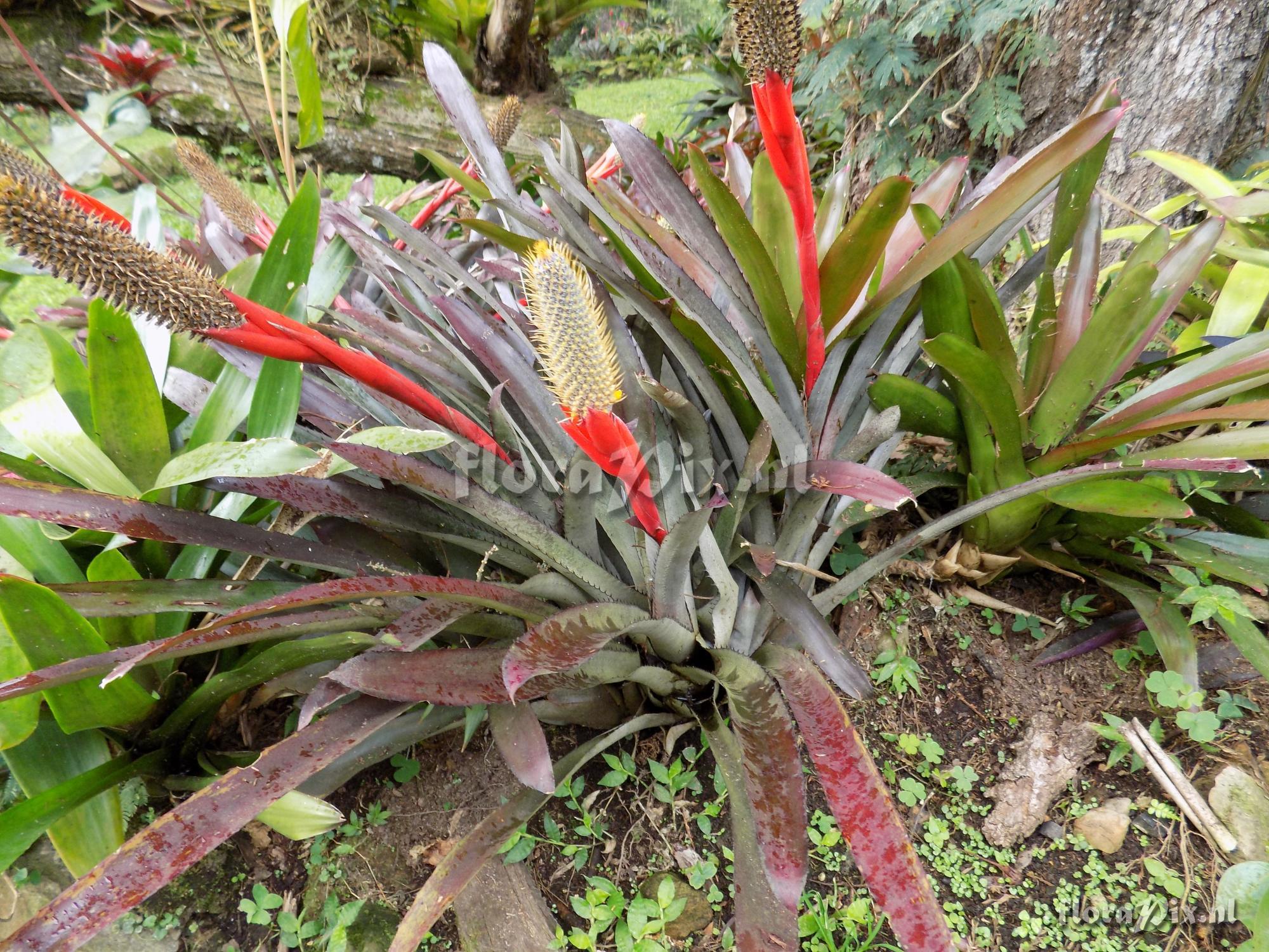 Aechmea pineliana