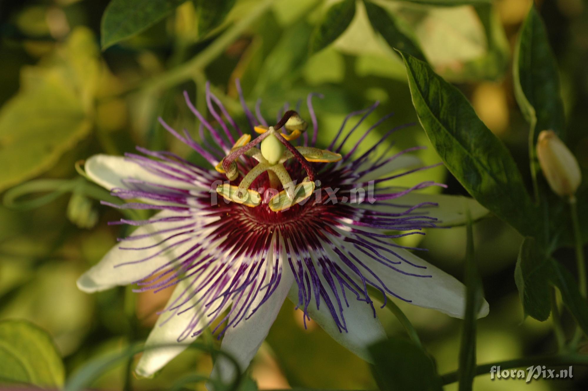 Passiflora 