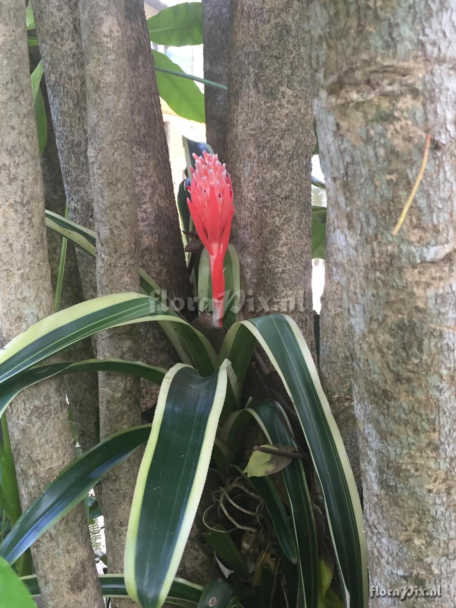 Billbergia 