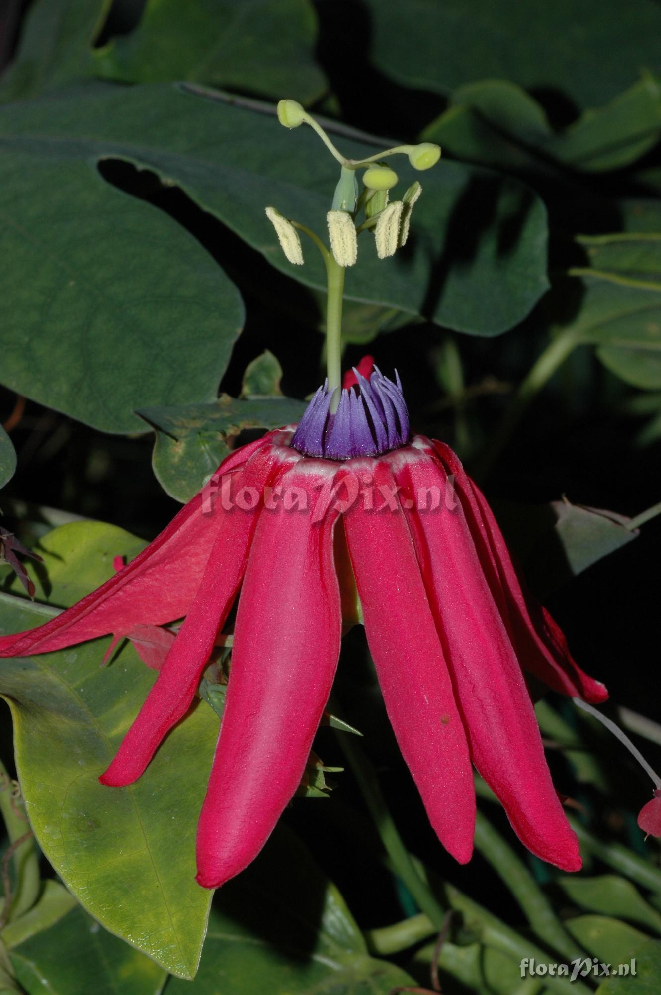 Passiflora edmundoi