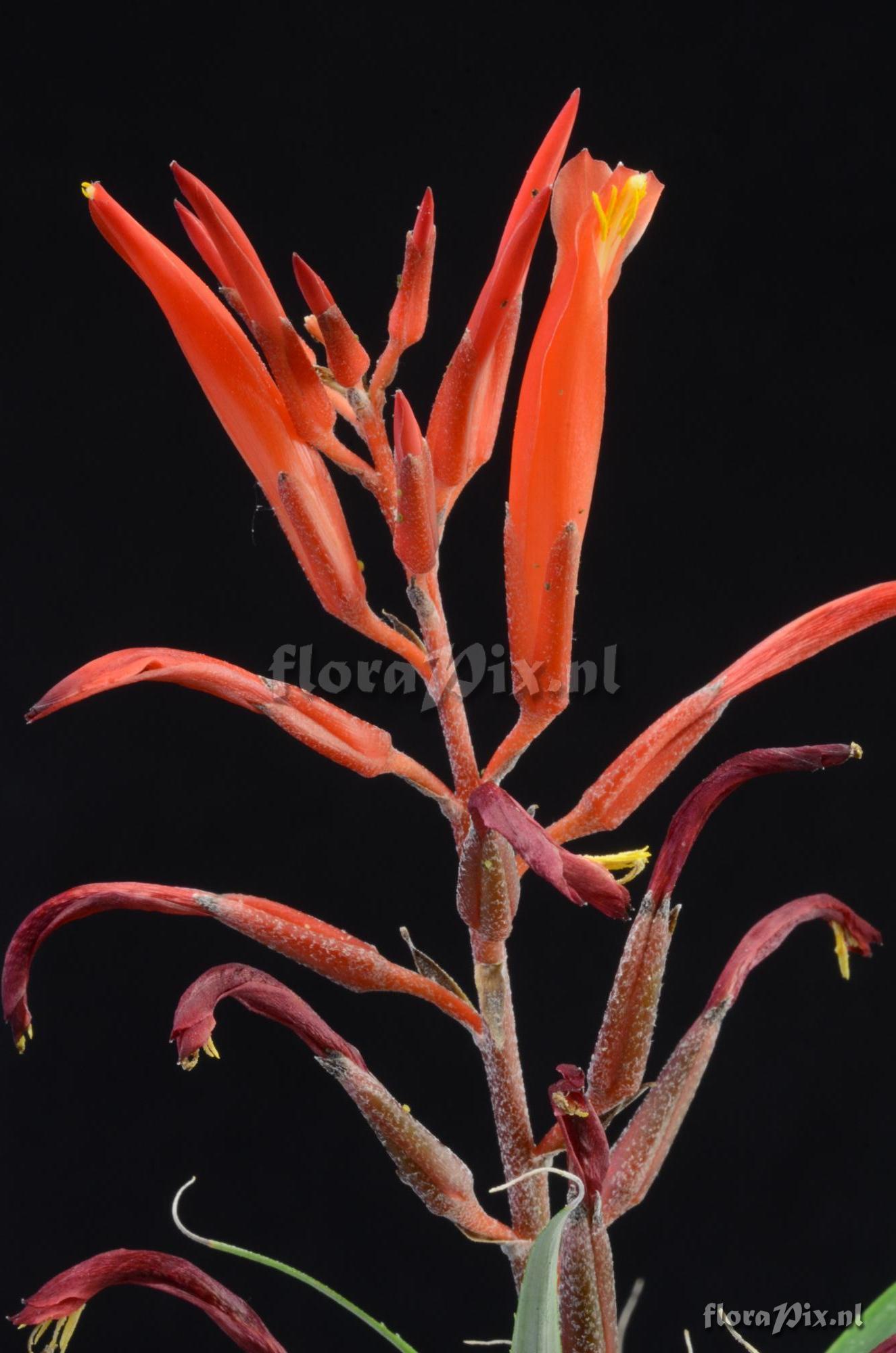 Pitcairnia punicea