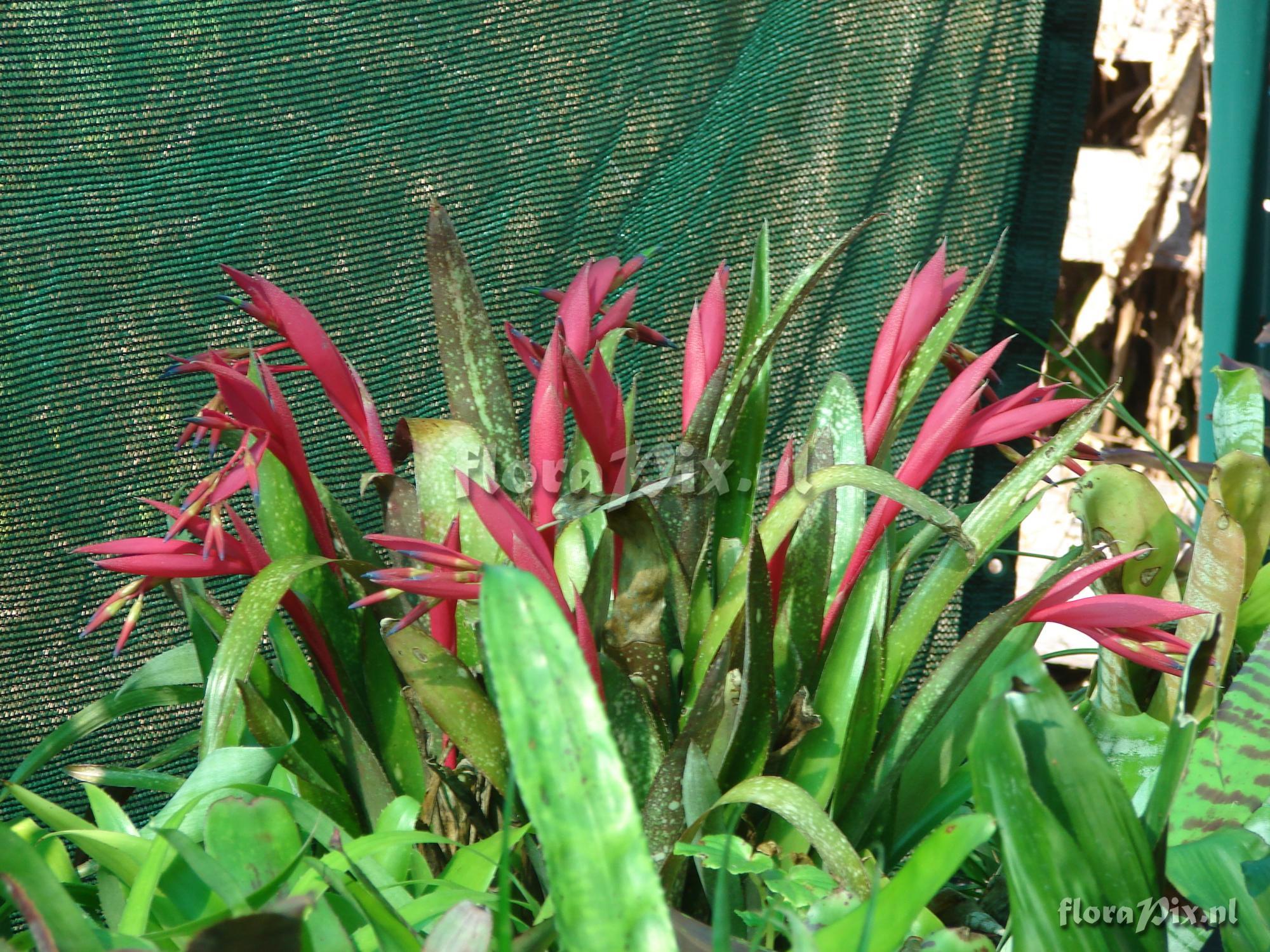 Billbergia saundersii