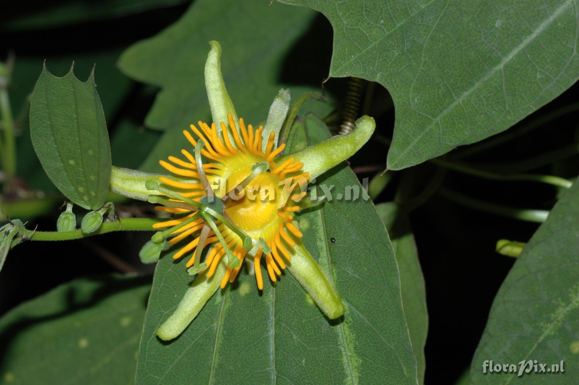 Passiflora gilbertiana