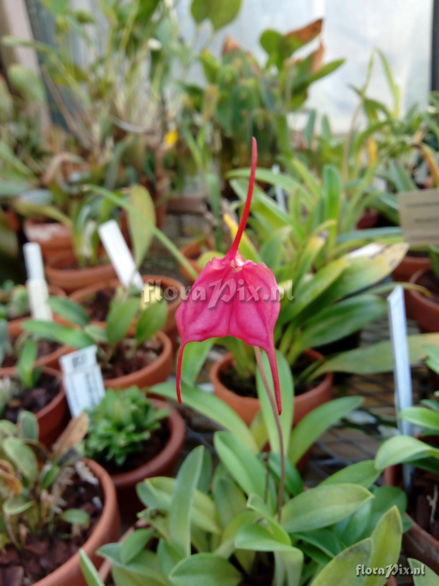 Masdevallia amabilis