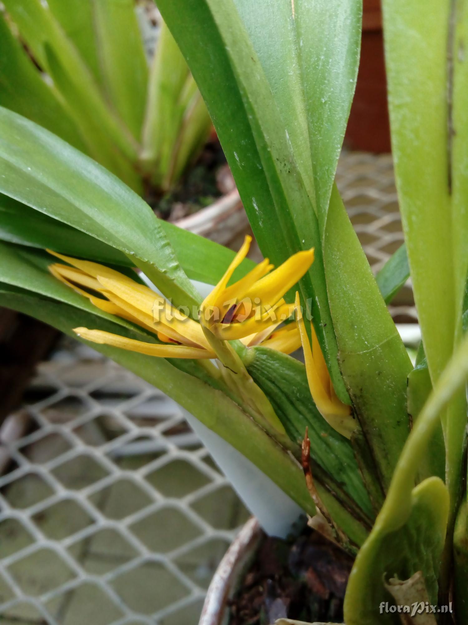 Maxillaria ochroleuca