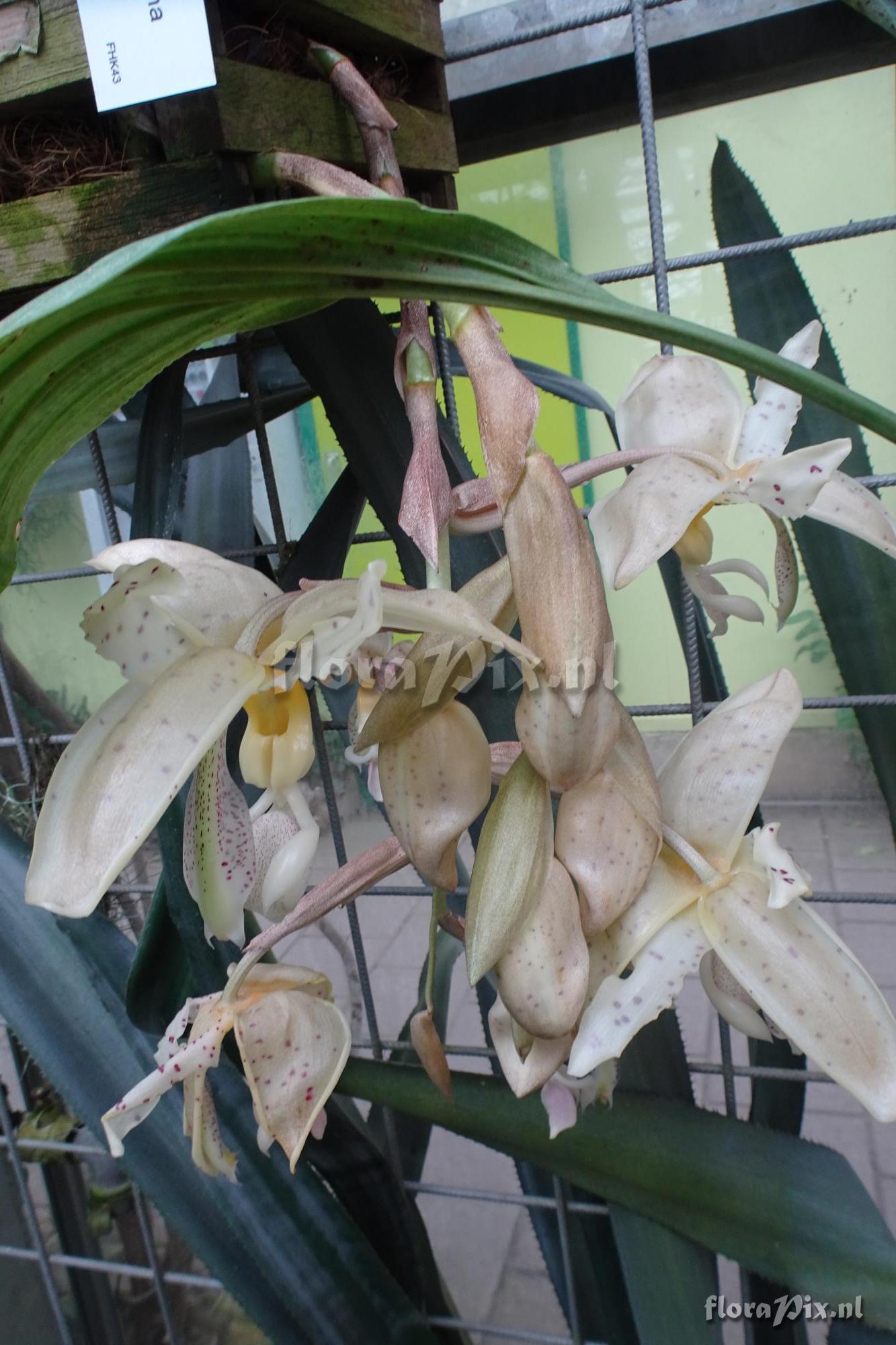 Stanhopea peruviana