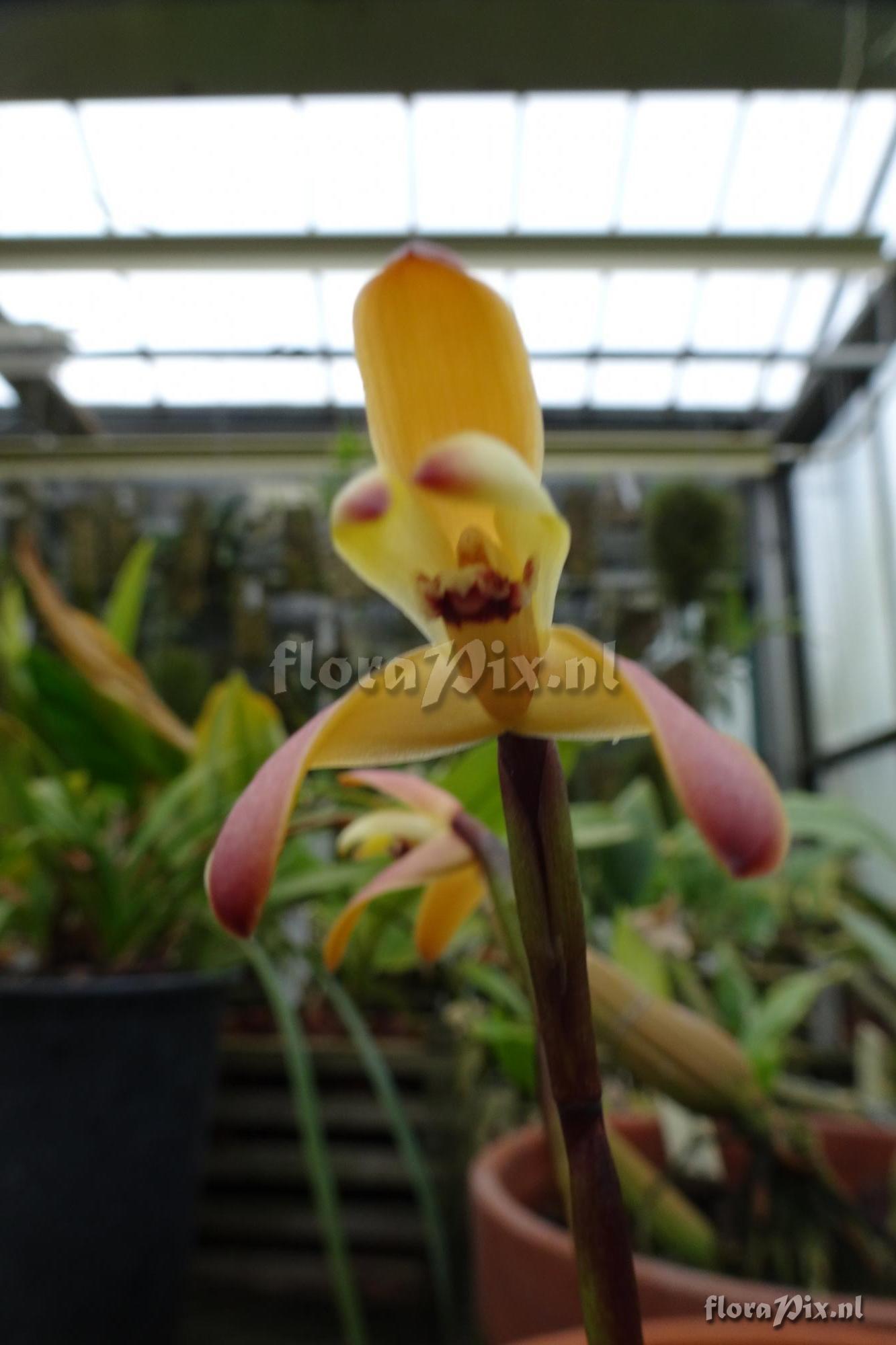 Maxillaria porrecta