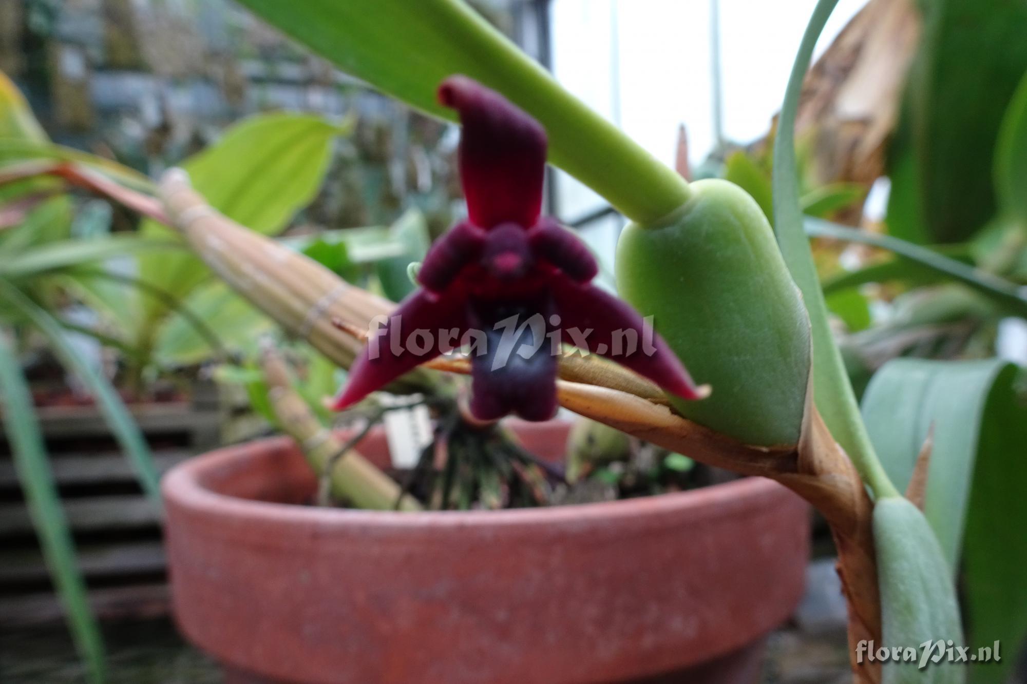 Maxillaria lepitifolia