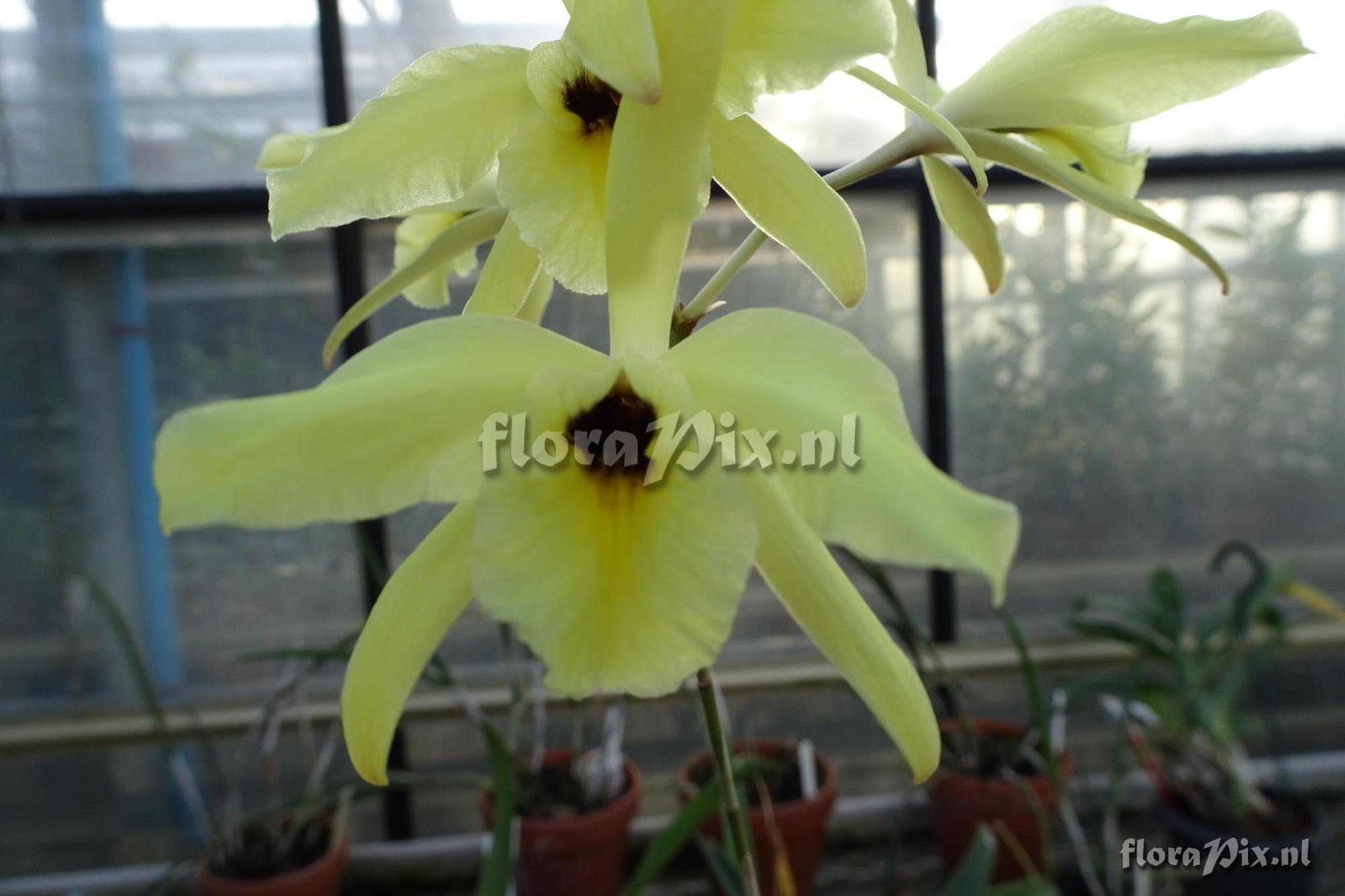 Laelia aurea