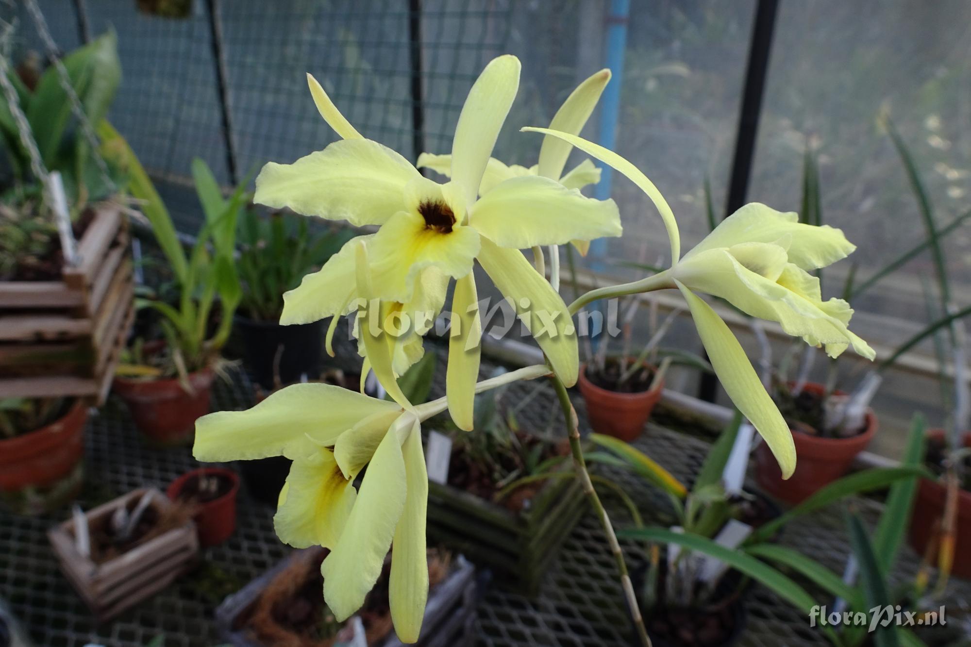 Laelia aurea