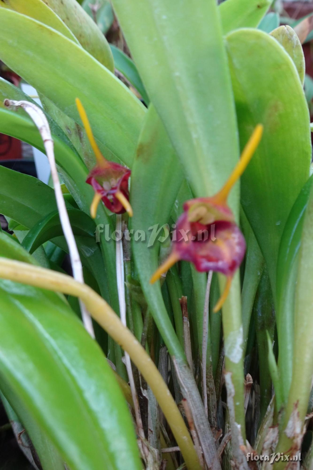 Masdevallia menato