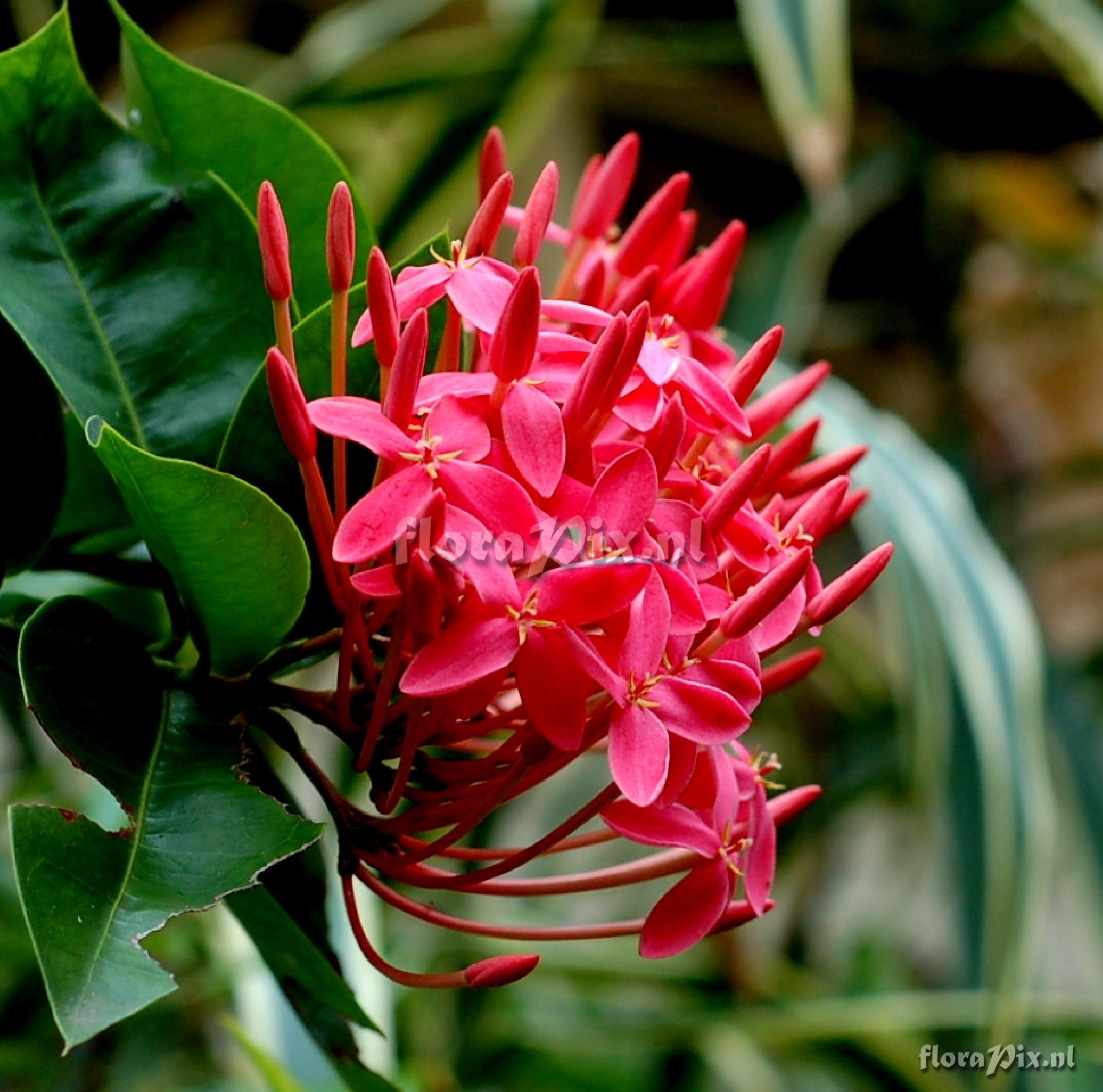 Ixora sp.