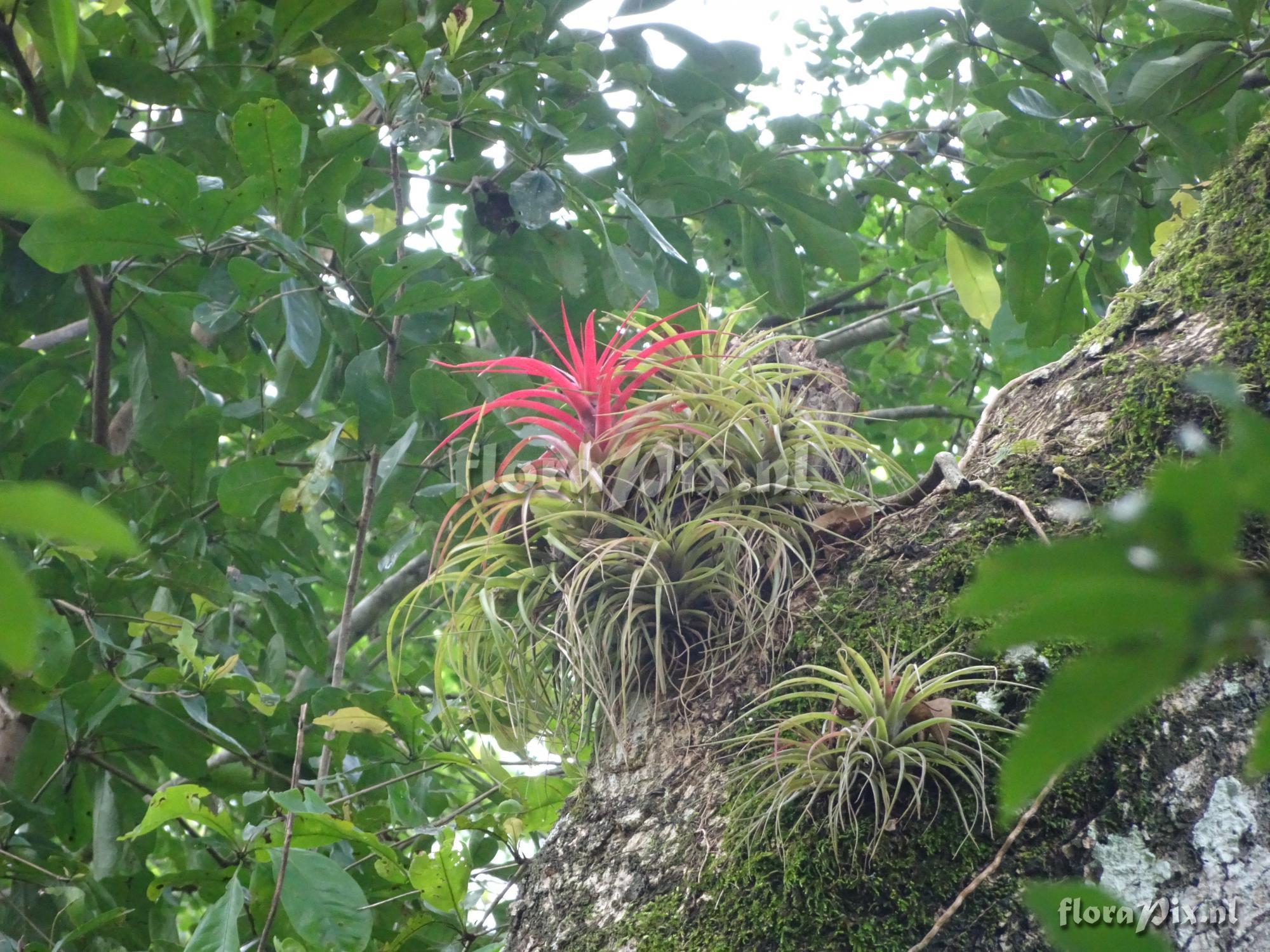 Tillandsia brachicaulos