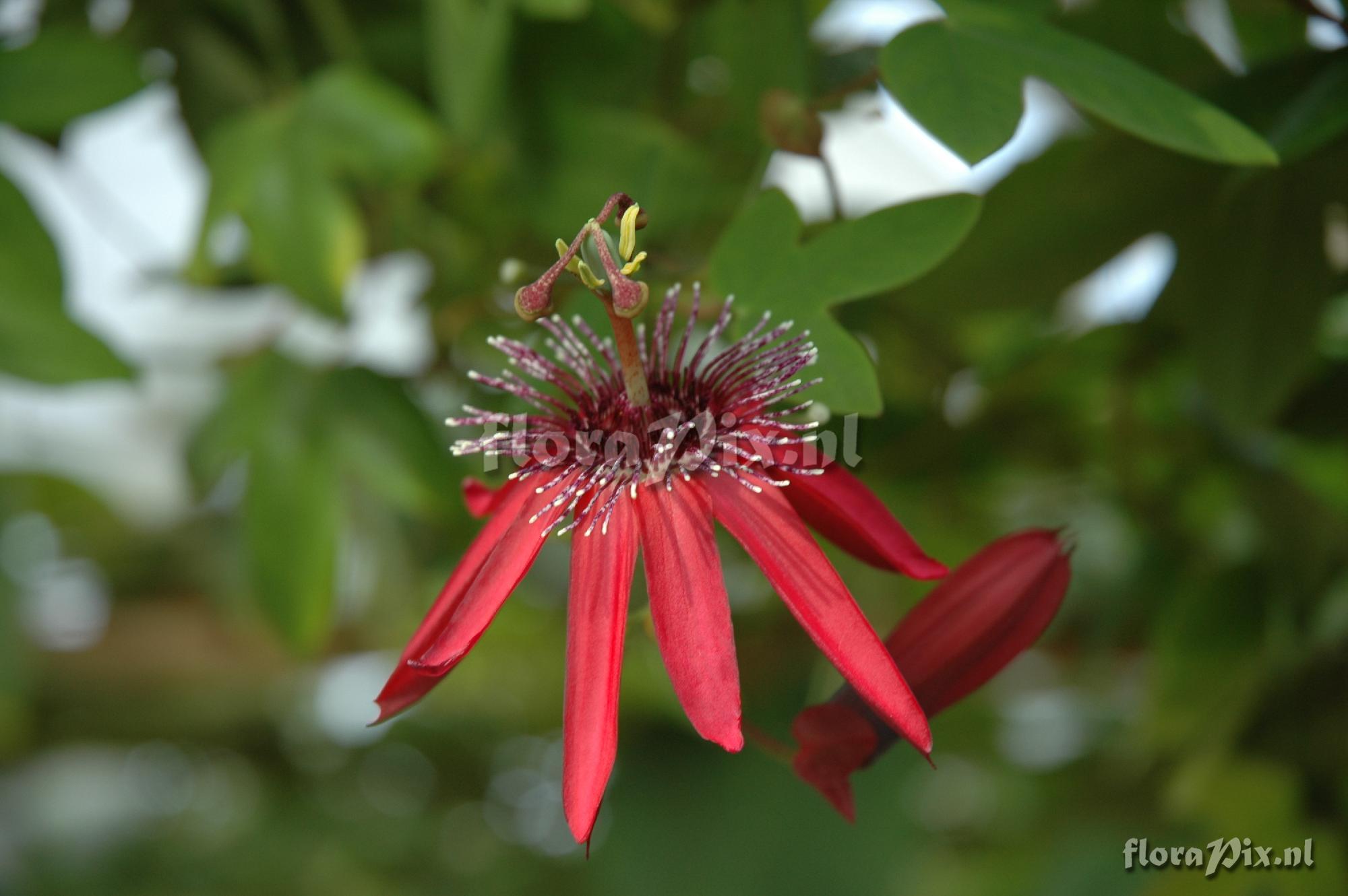 Passiflora 