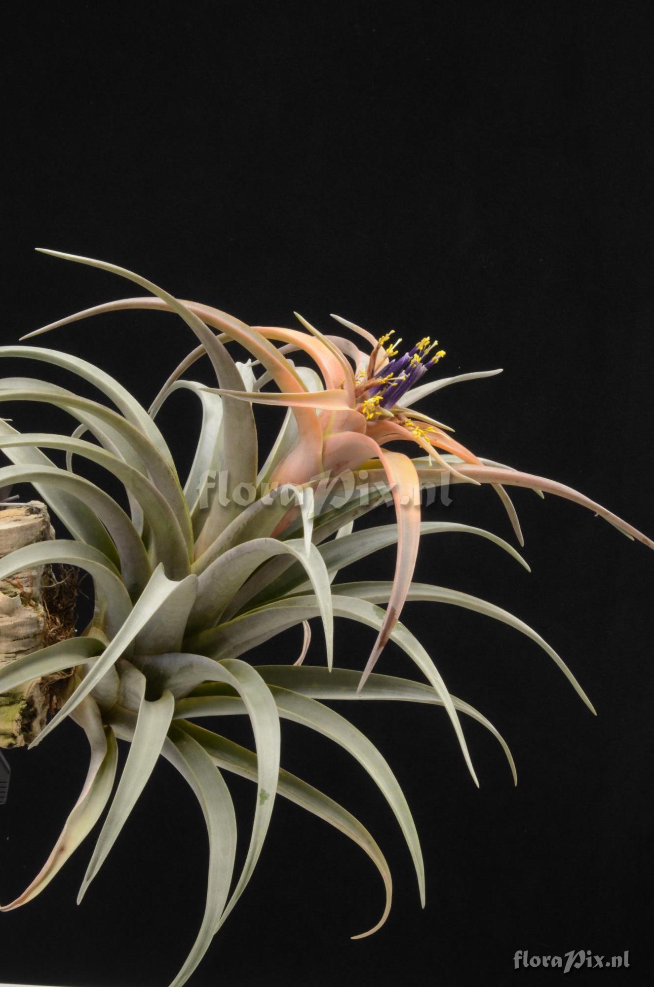 Tillandsia riohondoensis 