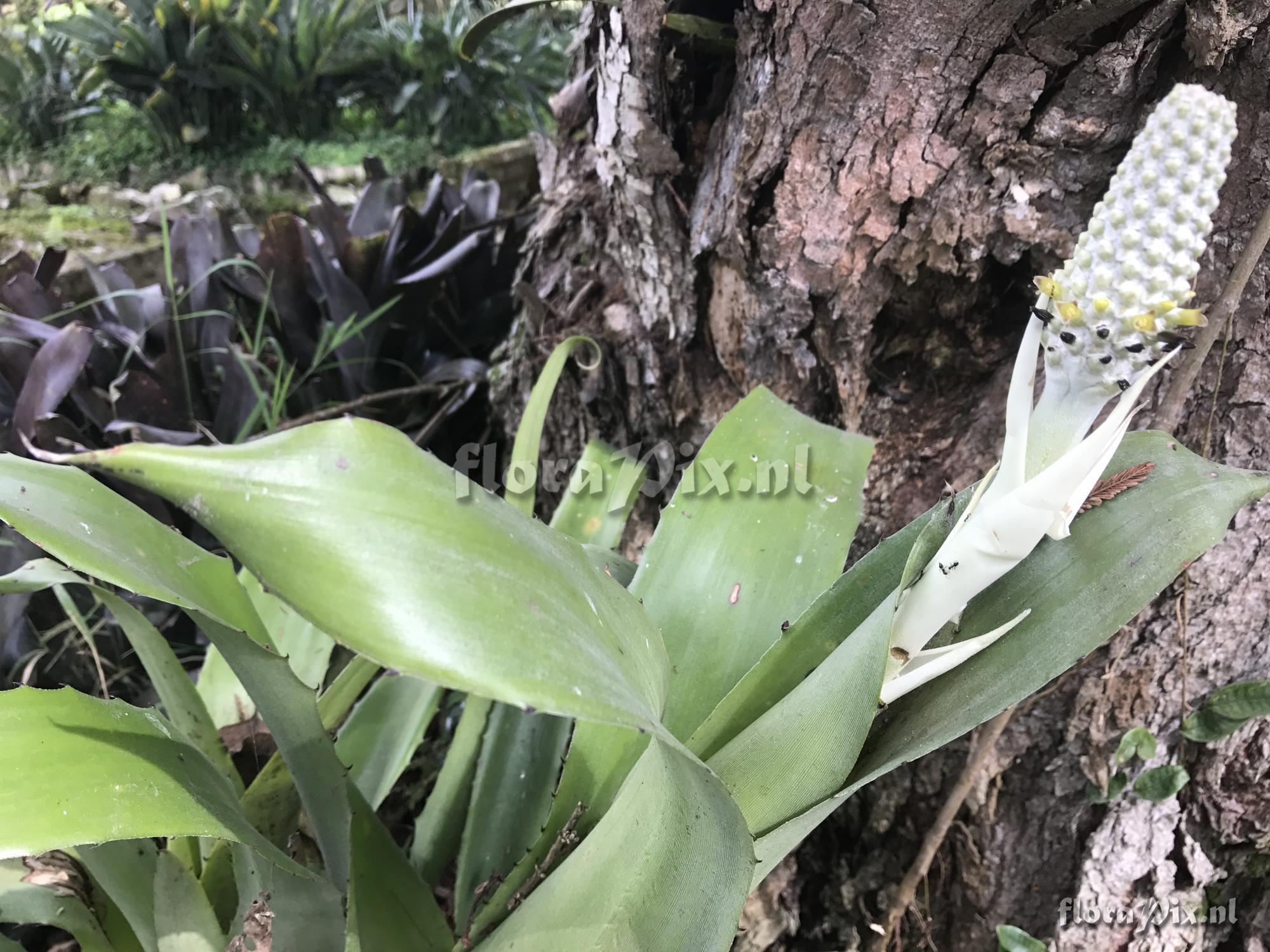 Aechmea bromeliifolia var. albobracteata 