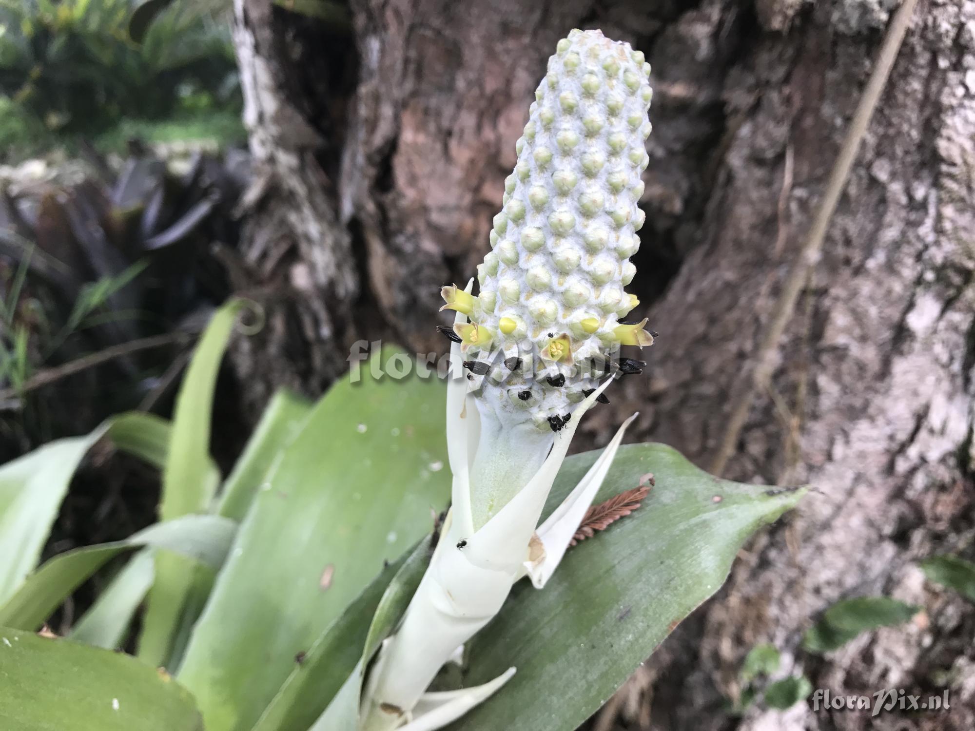 Aechmea bromeliifolia var. albobracteata 