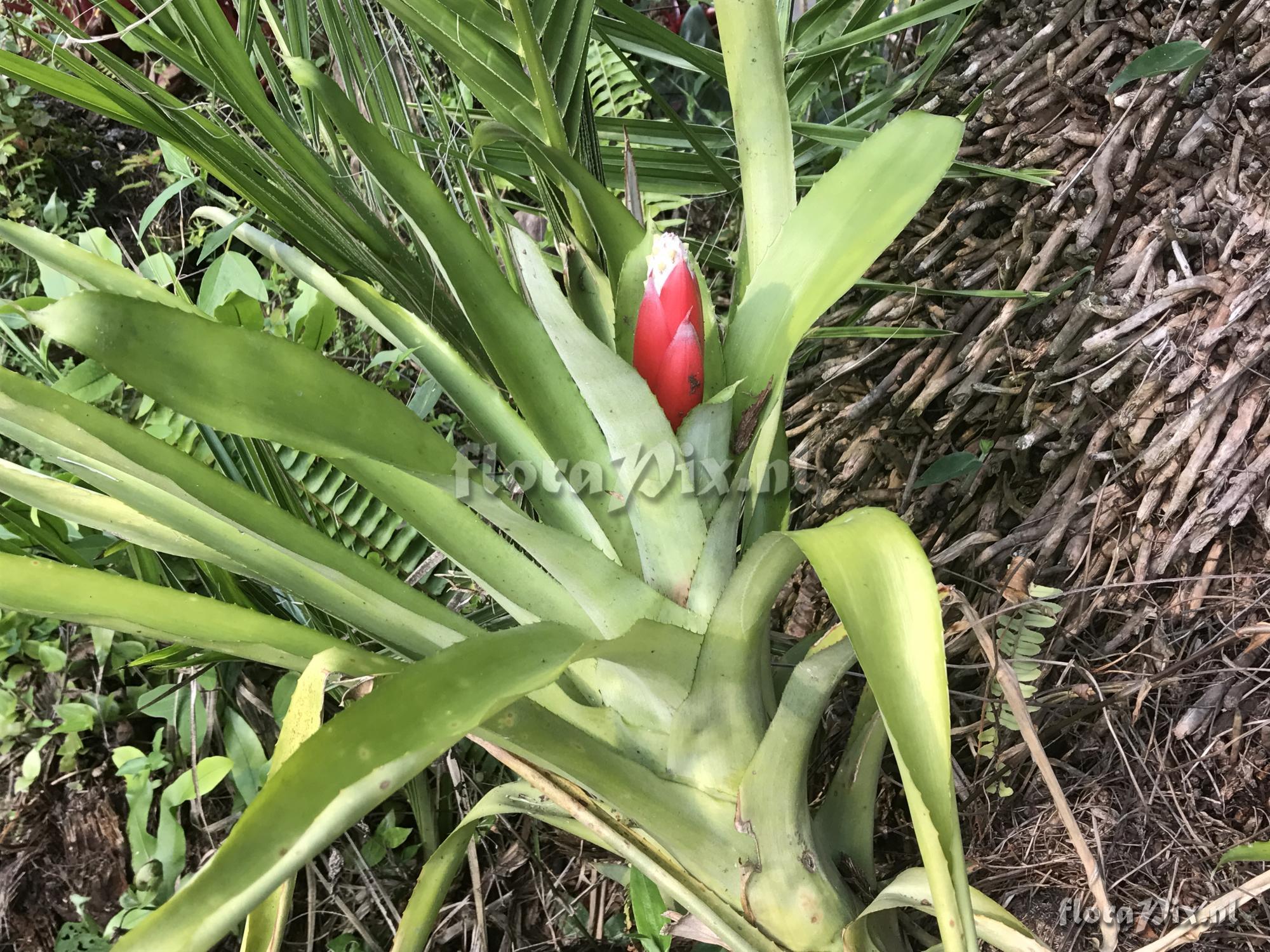 Aechmea alba