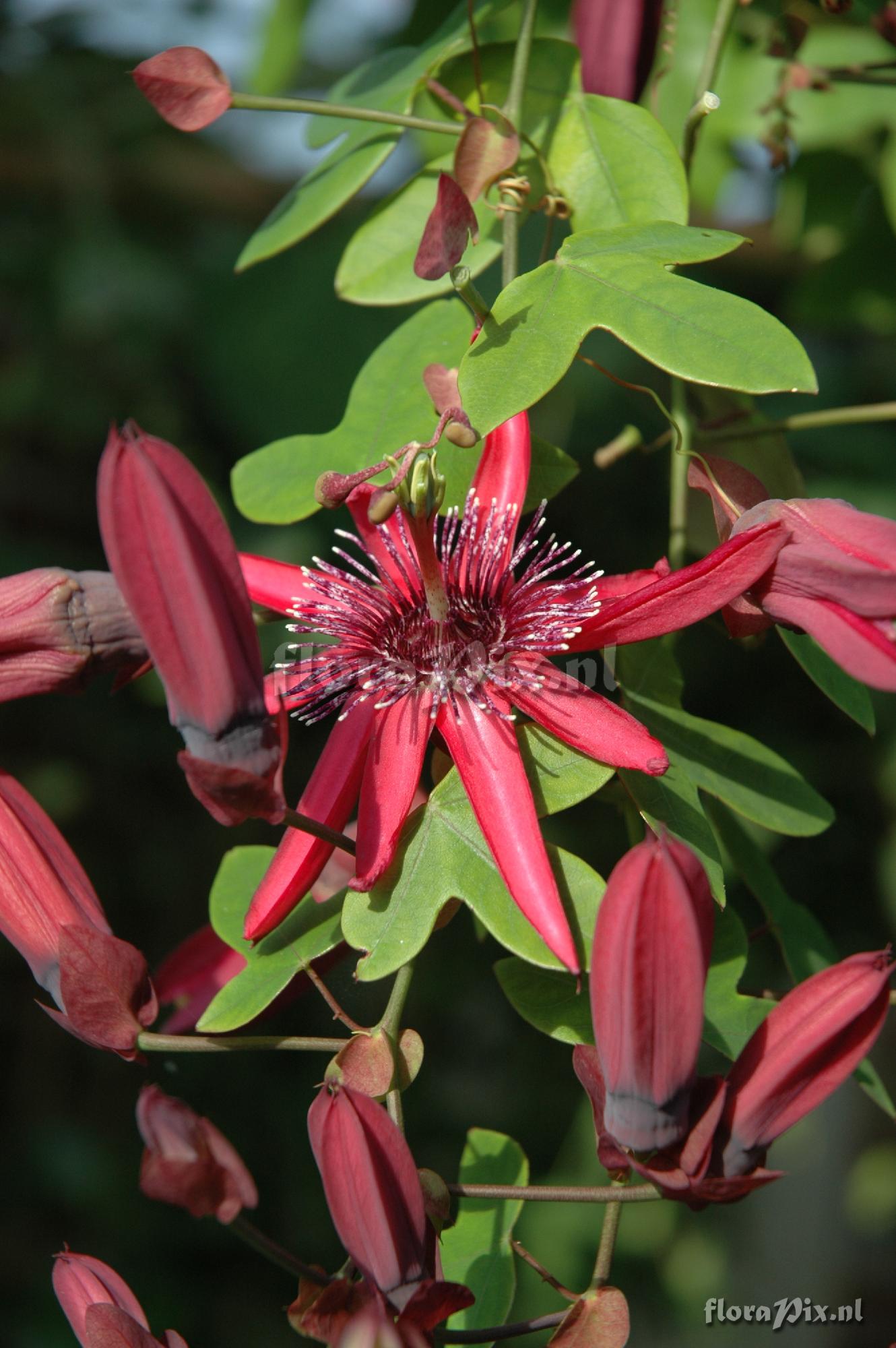 Passiflora 