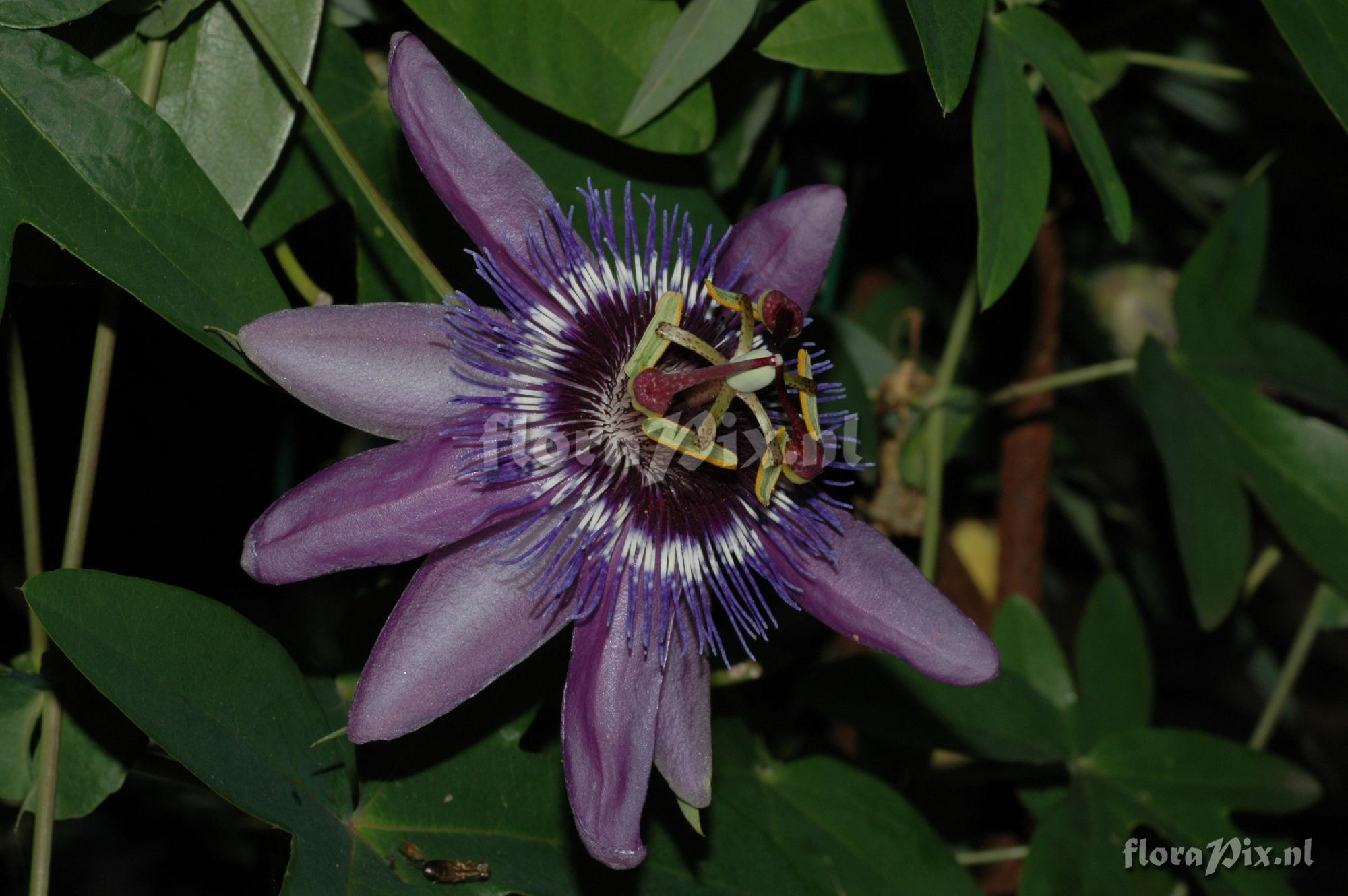 Passiflora 