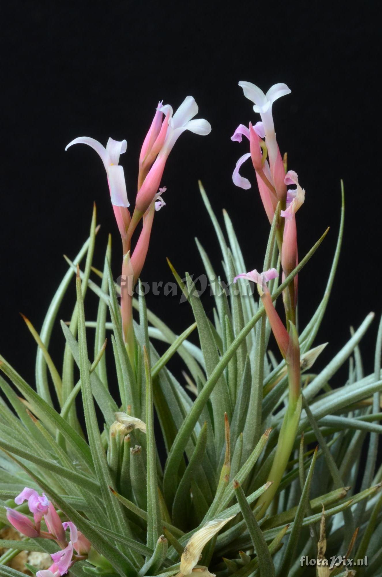 Tillandsia walter-richteri 