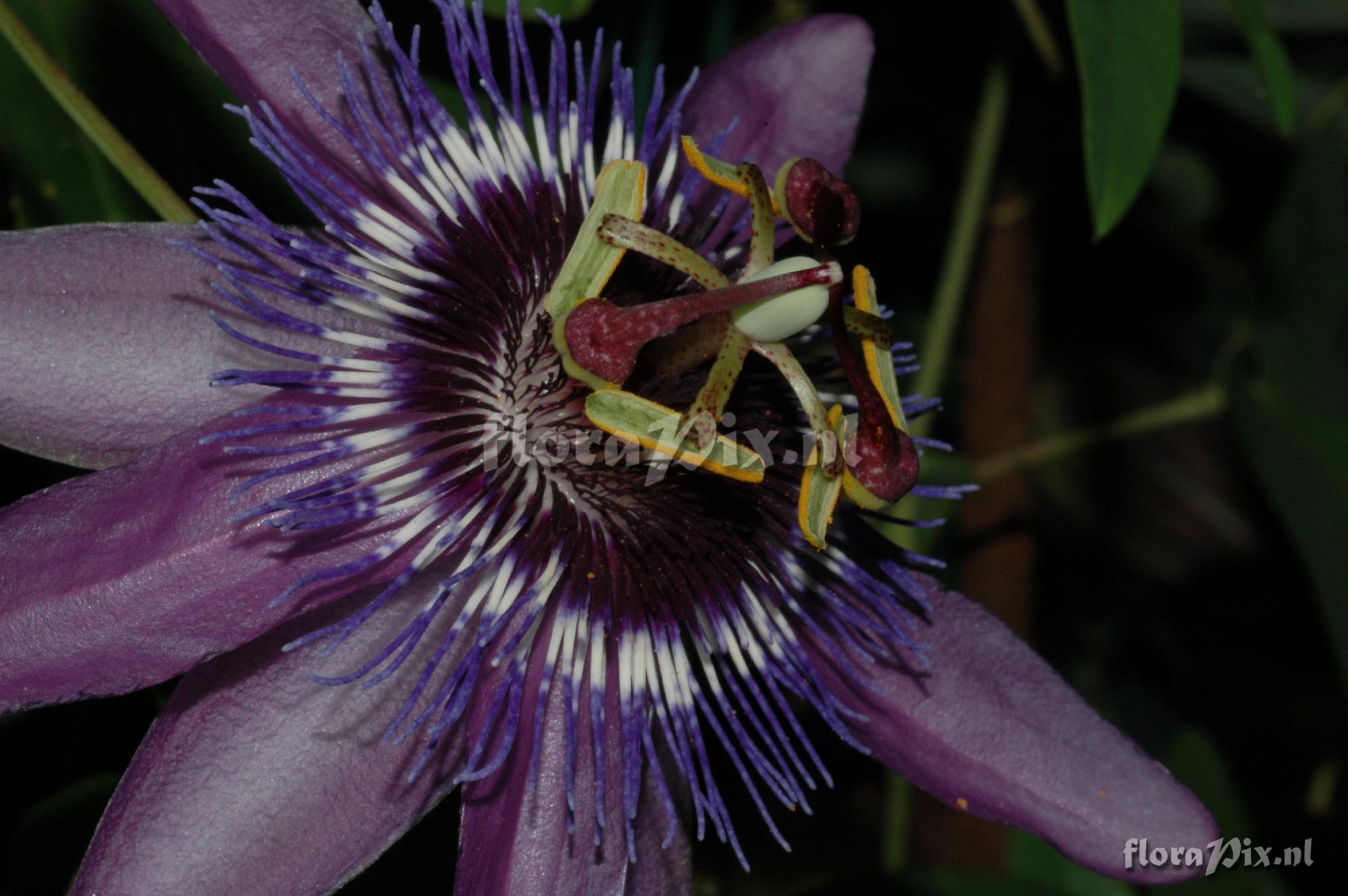 Passiflora 