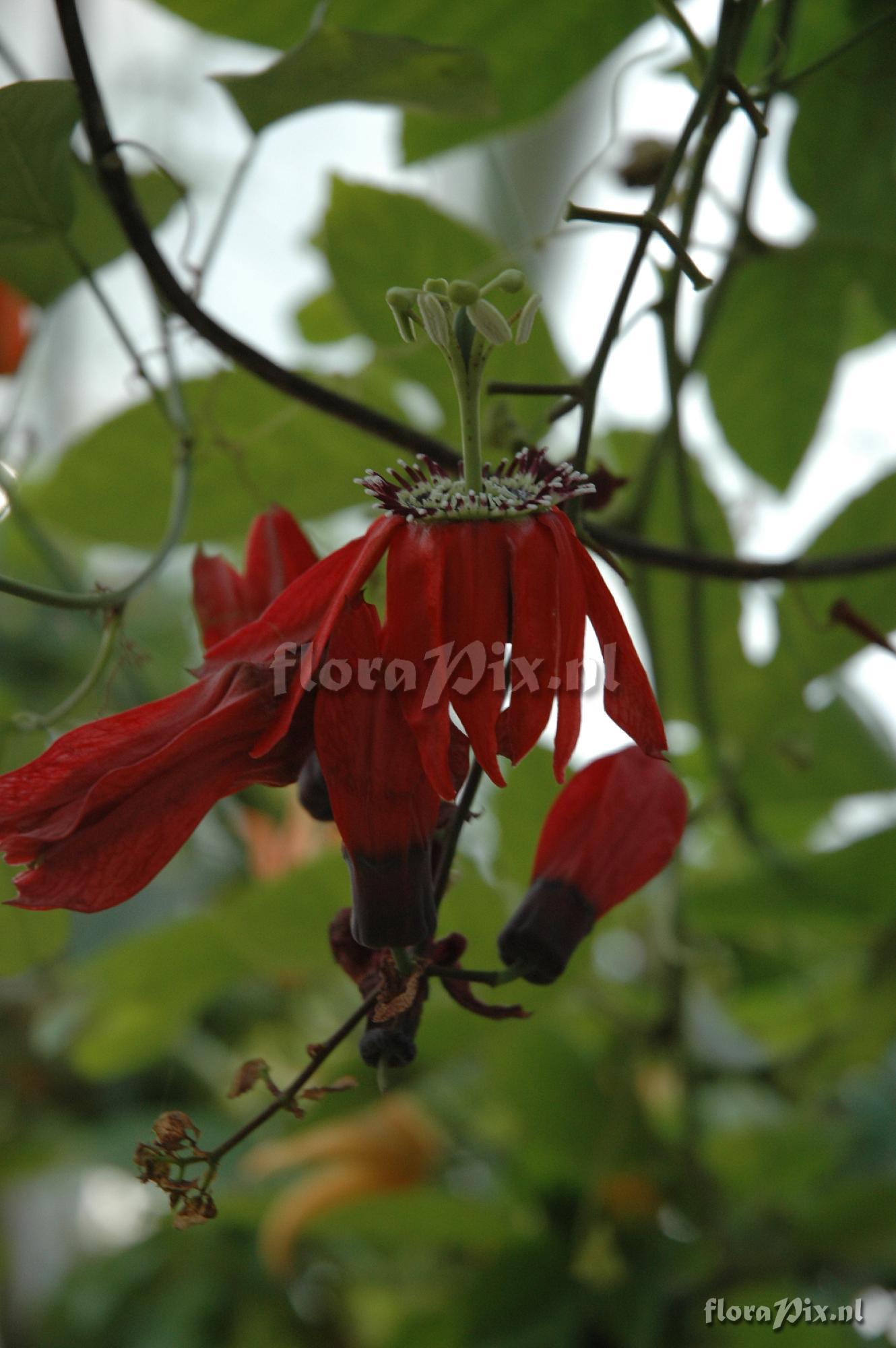 Passiflora racemosa