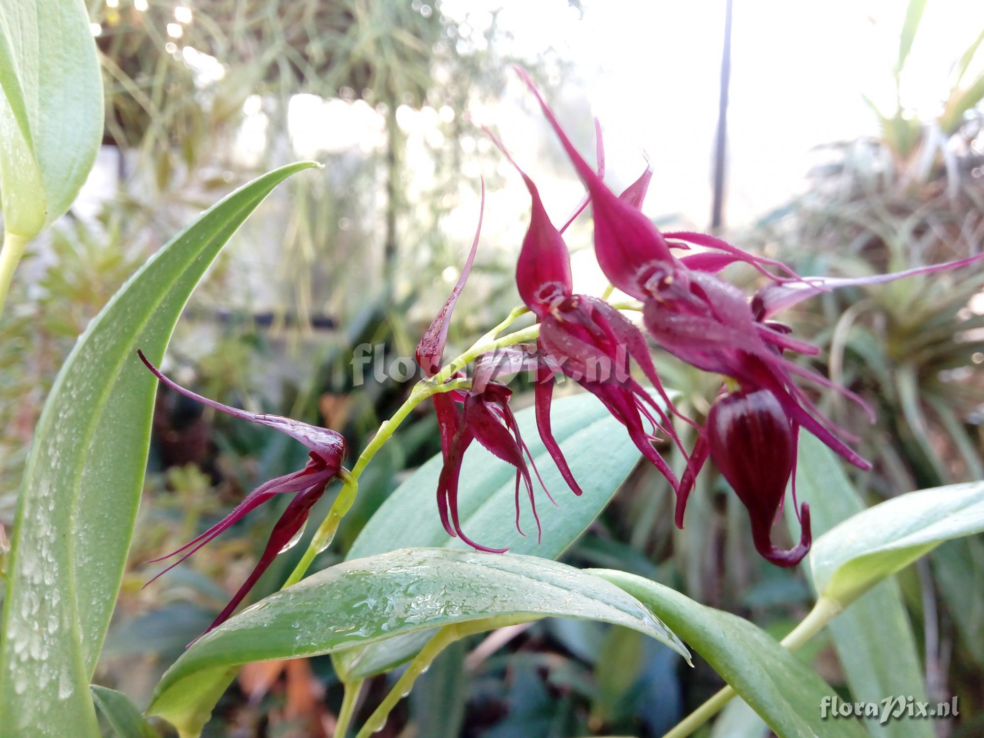 Pleurothallis phalangifera