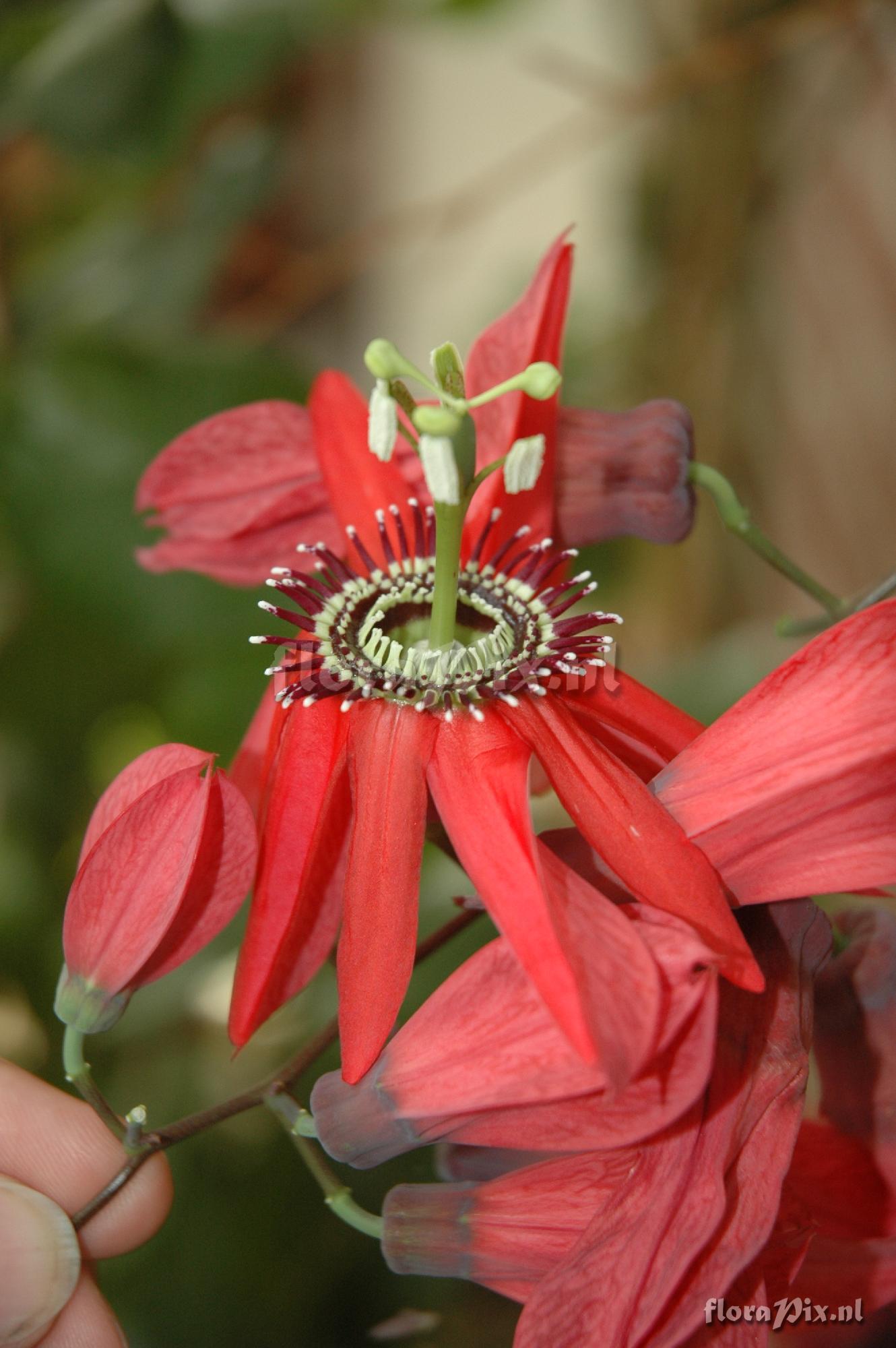 Passiflora racemosa