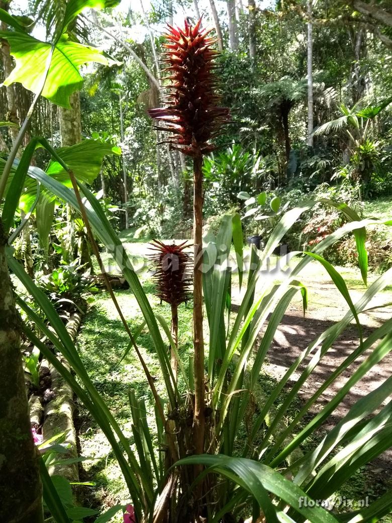 Pitcairnia 