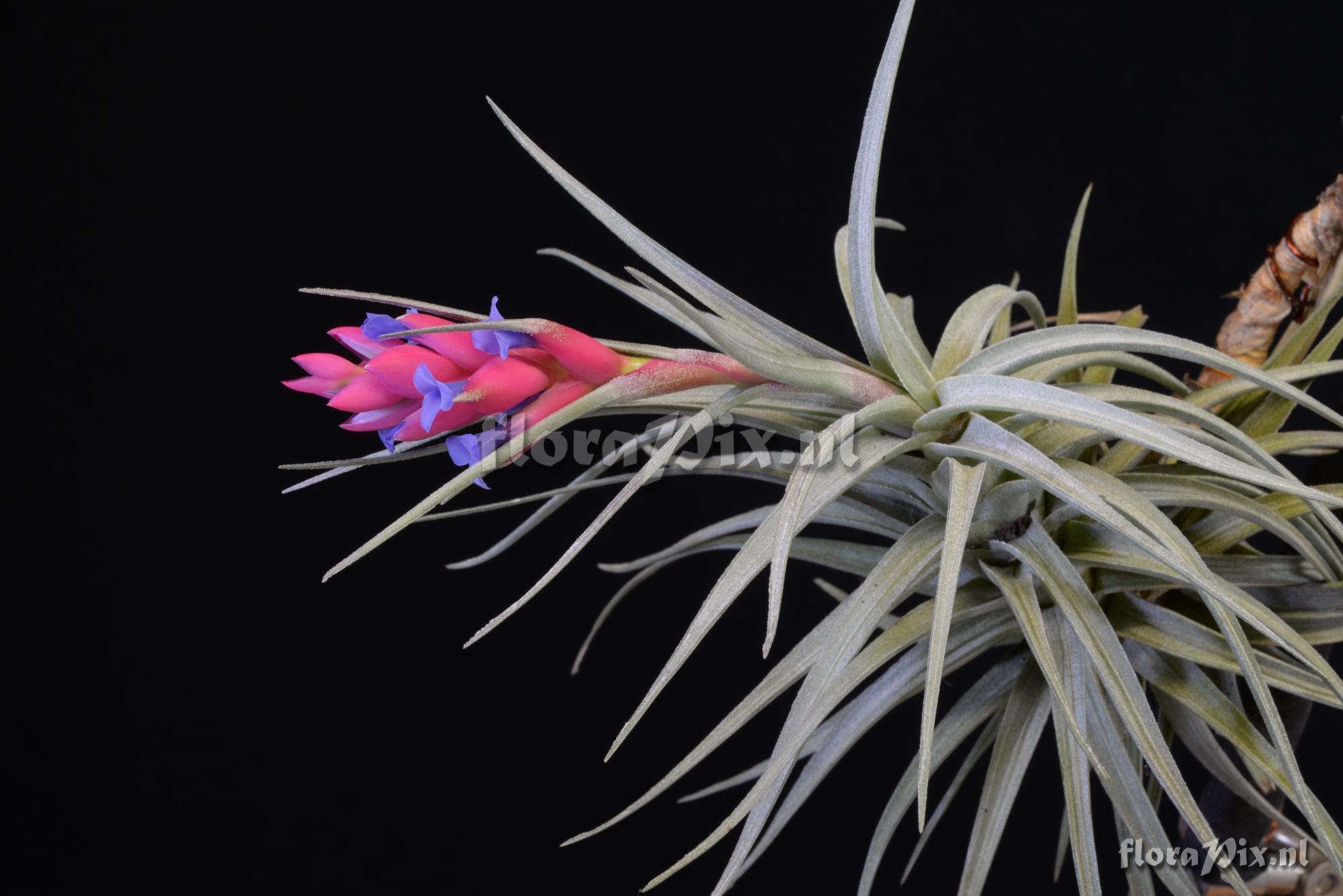 Tillandsia stricta