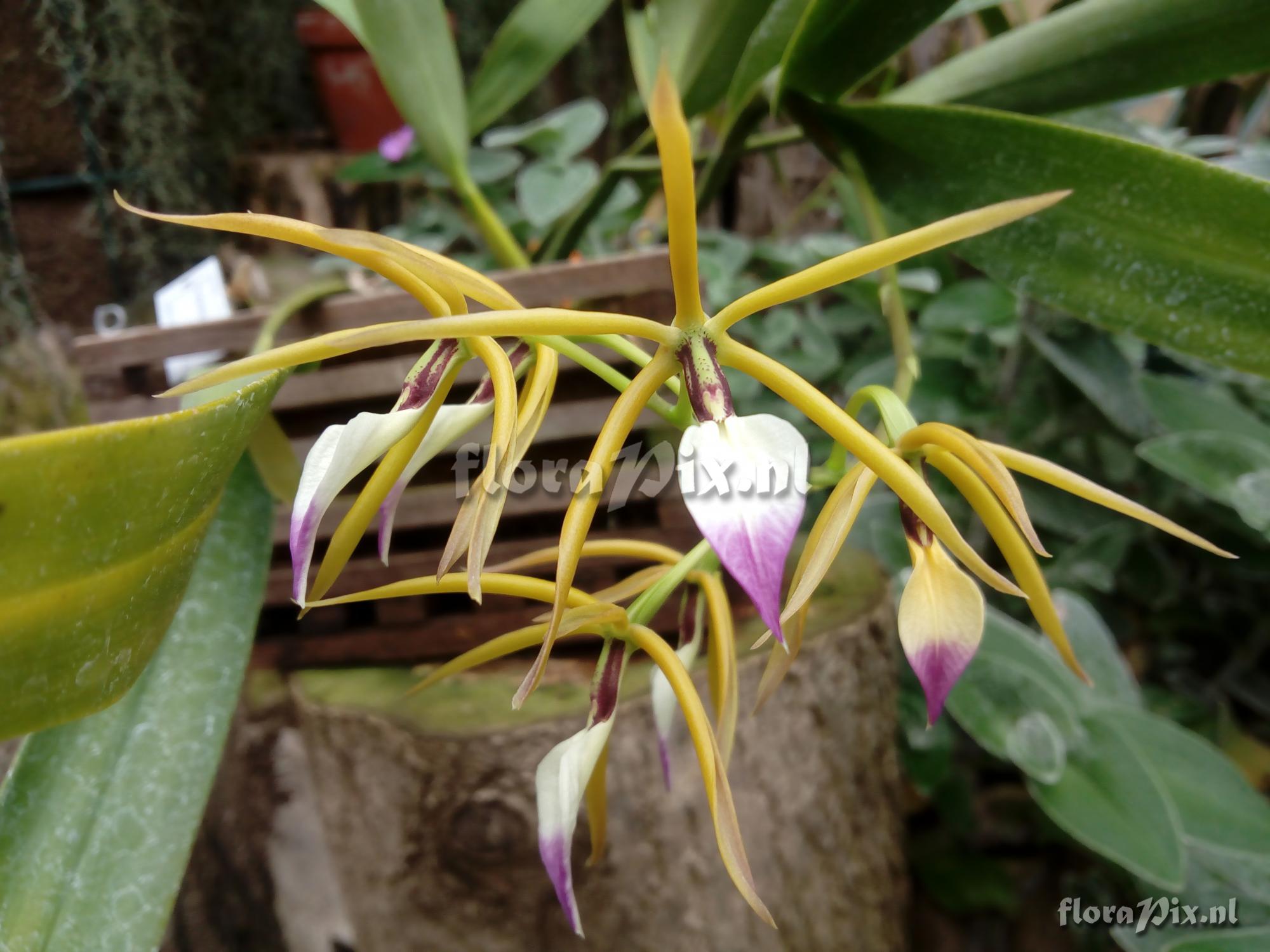 Prosthechea brassavolae