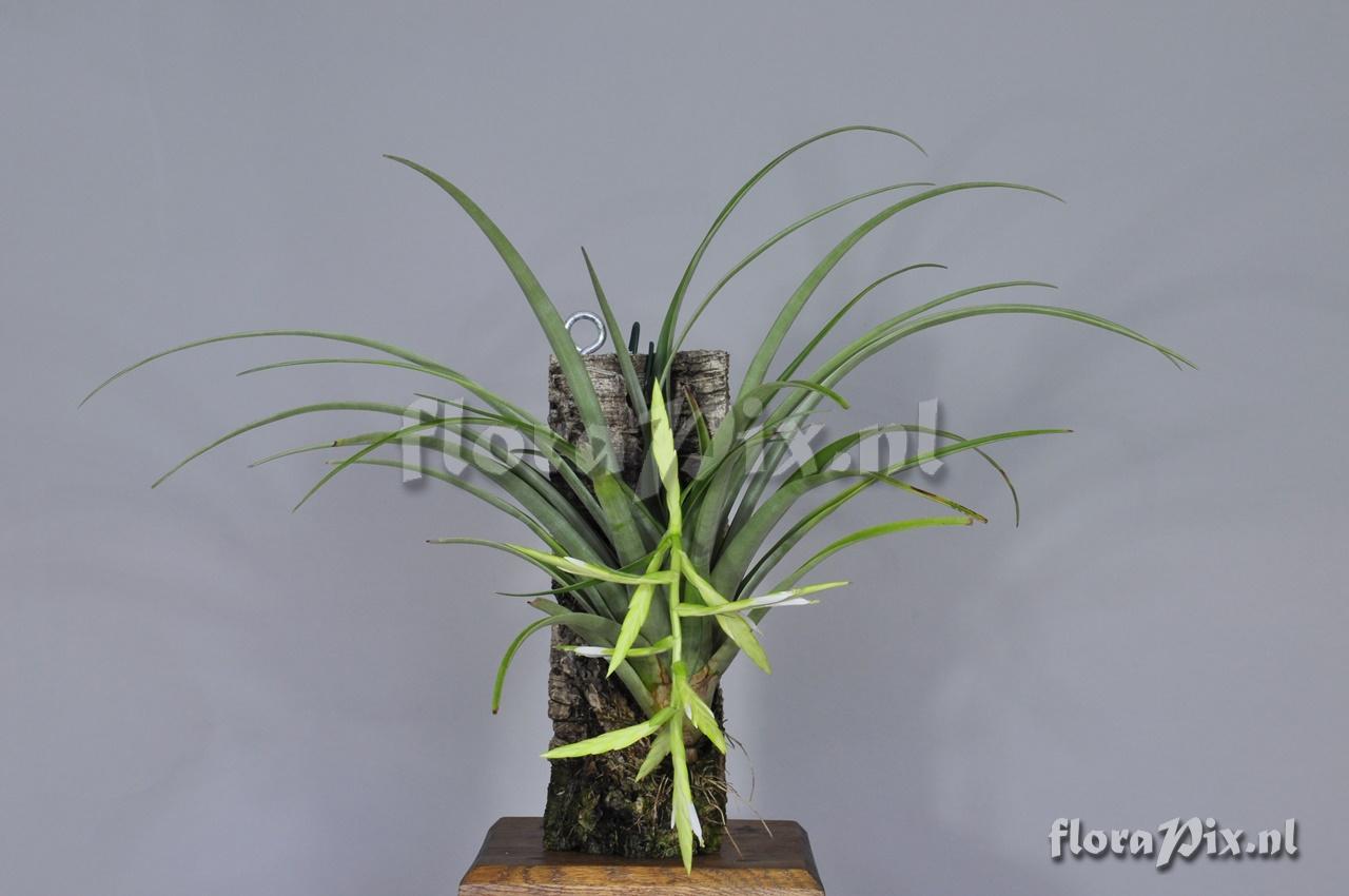 Tillandsia variabilis