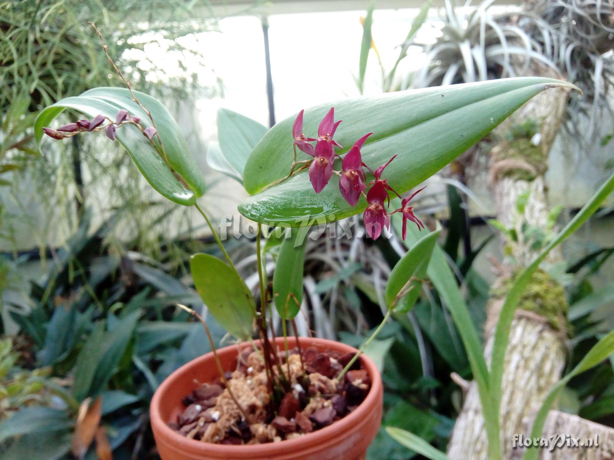 Pleurothallis rowleei