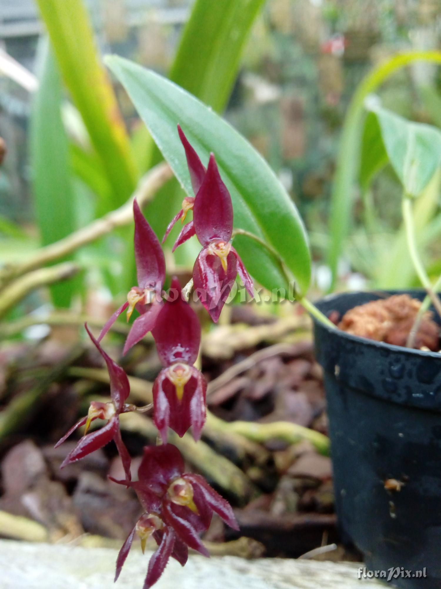 Pleurothallis rowleei