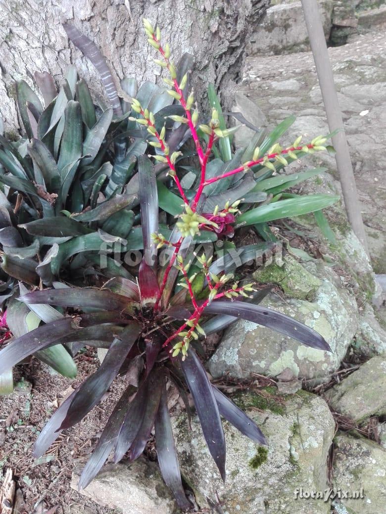 Guzmania rhonhofiana