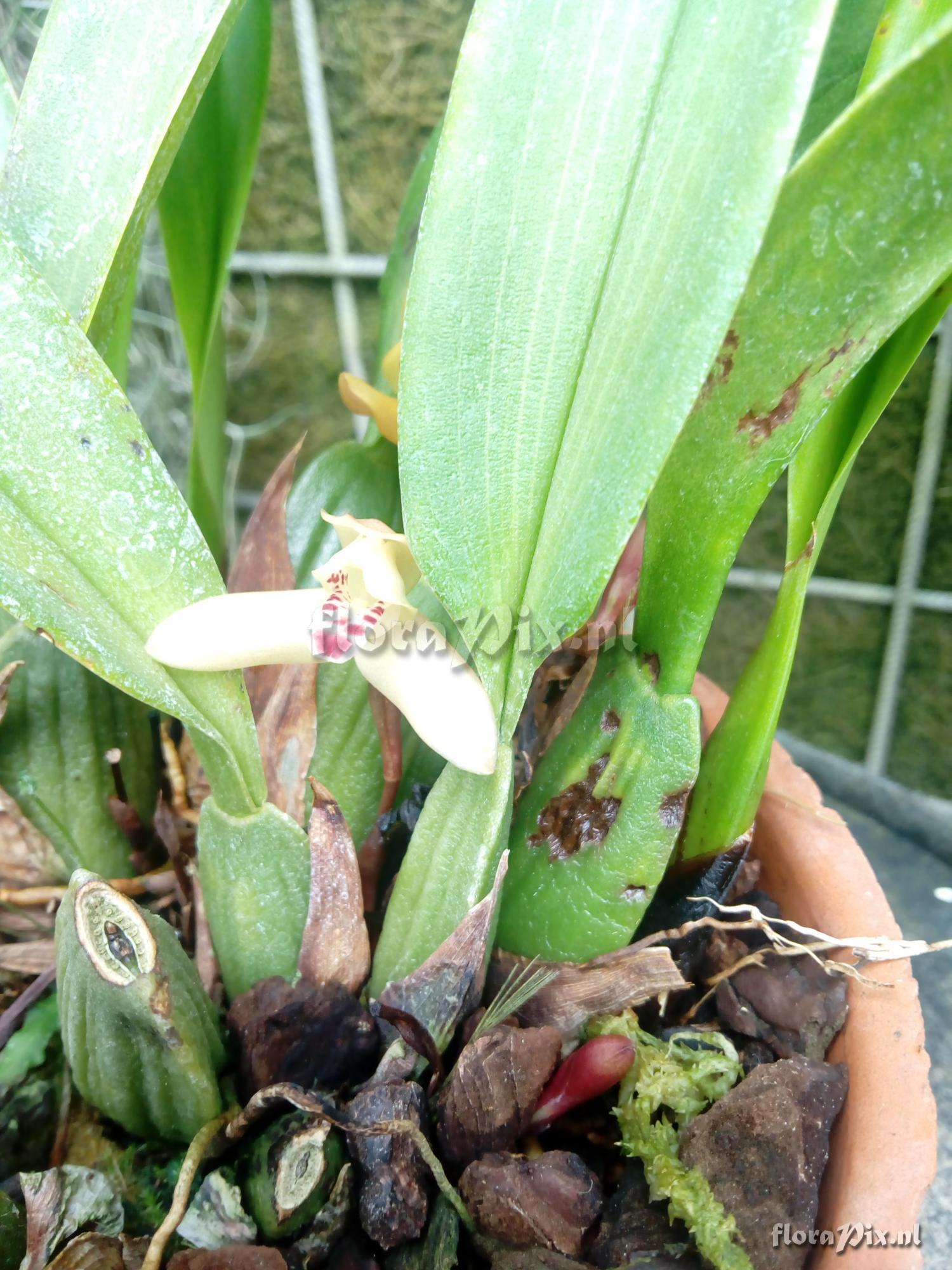 Maxillaria rufescens