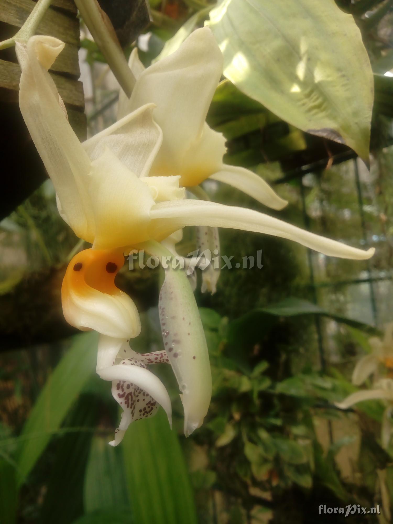 Stanhopea embreei