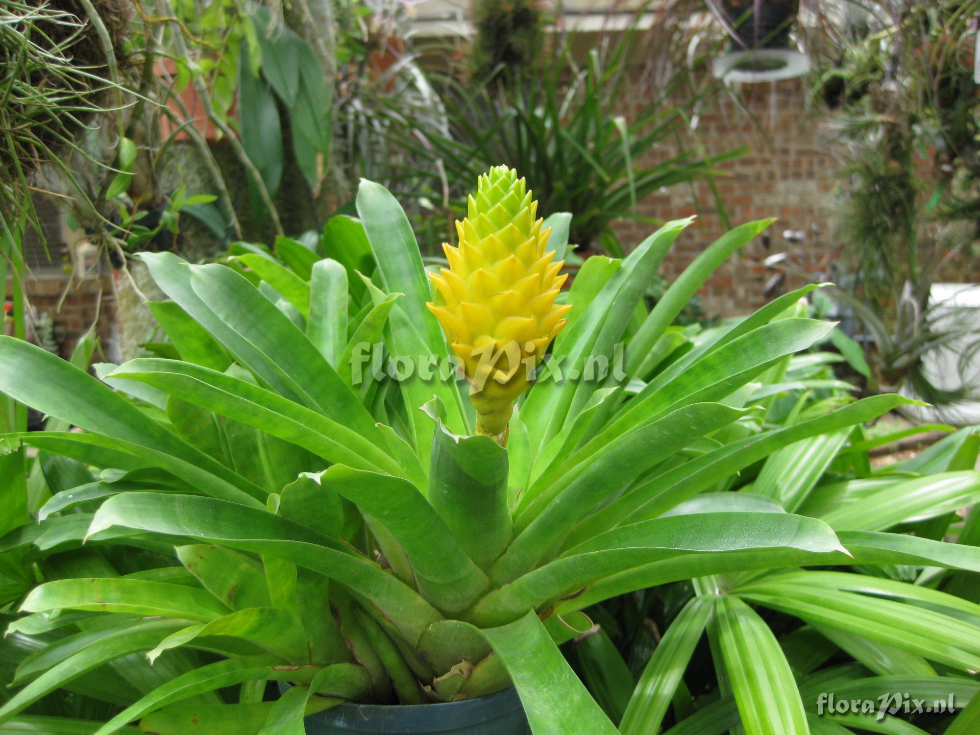 Guzmania teucamae