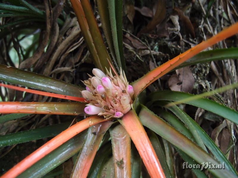 Aechmea recurvata albobracteata