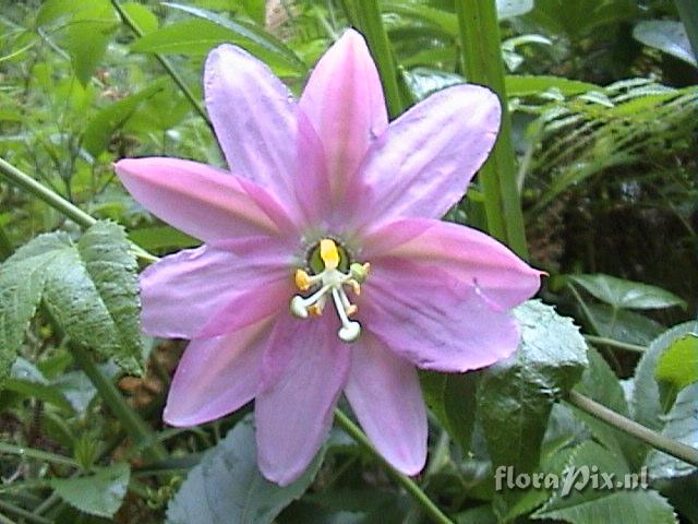 Passiflora mollissima