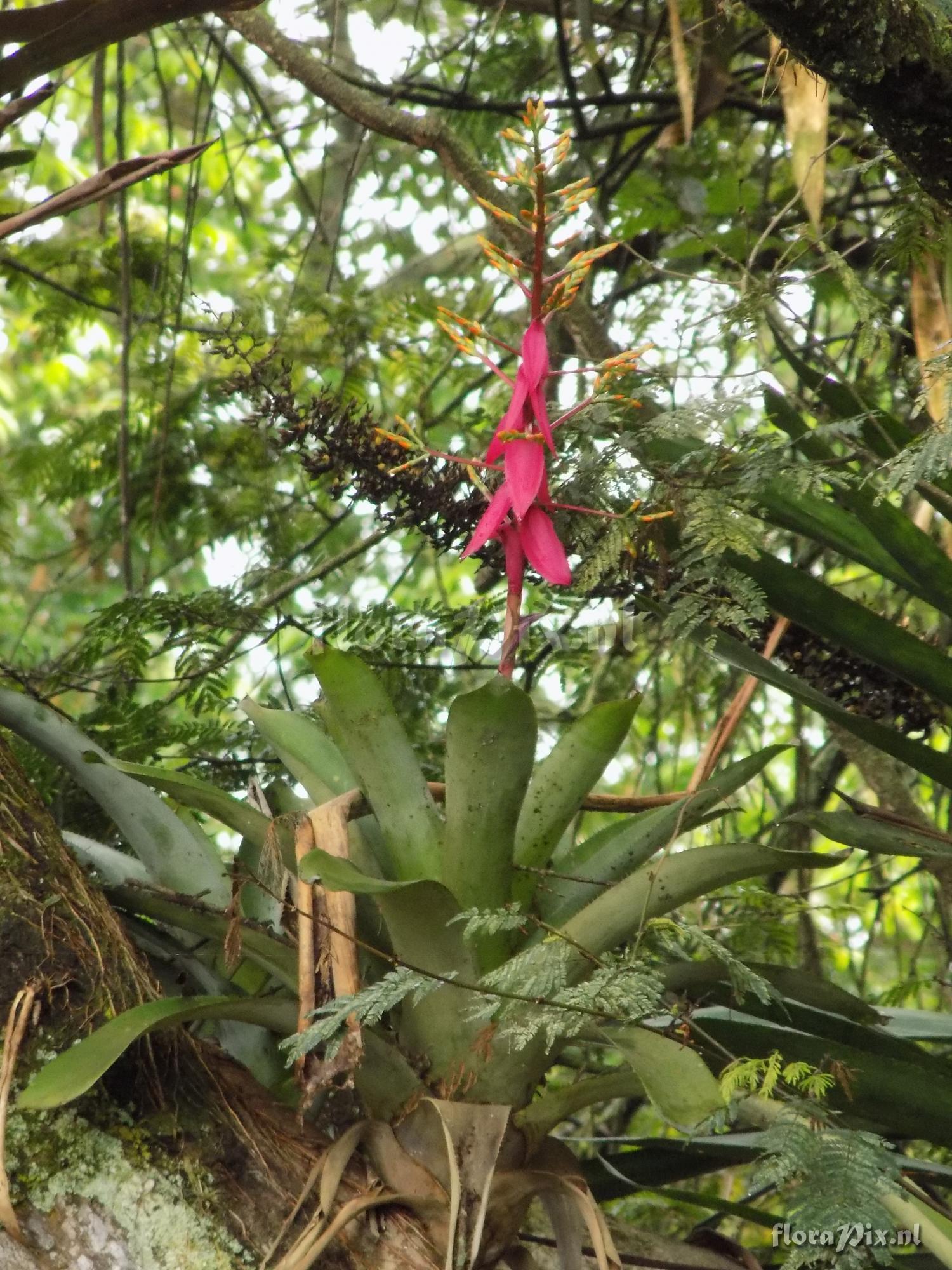 Aechmea nallyi