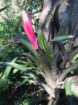 Aechmea maculata