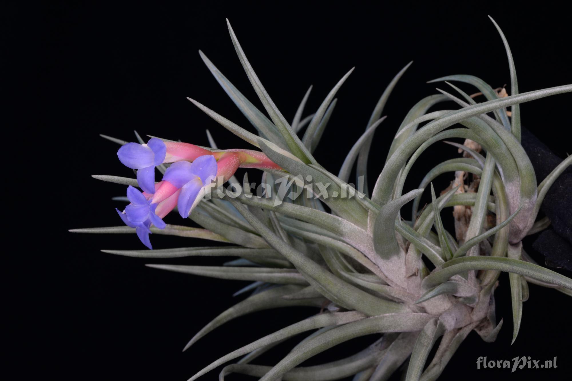 Tillandsia jonesii