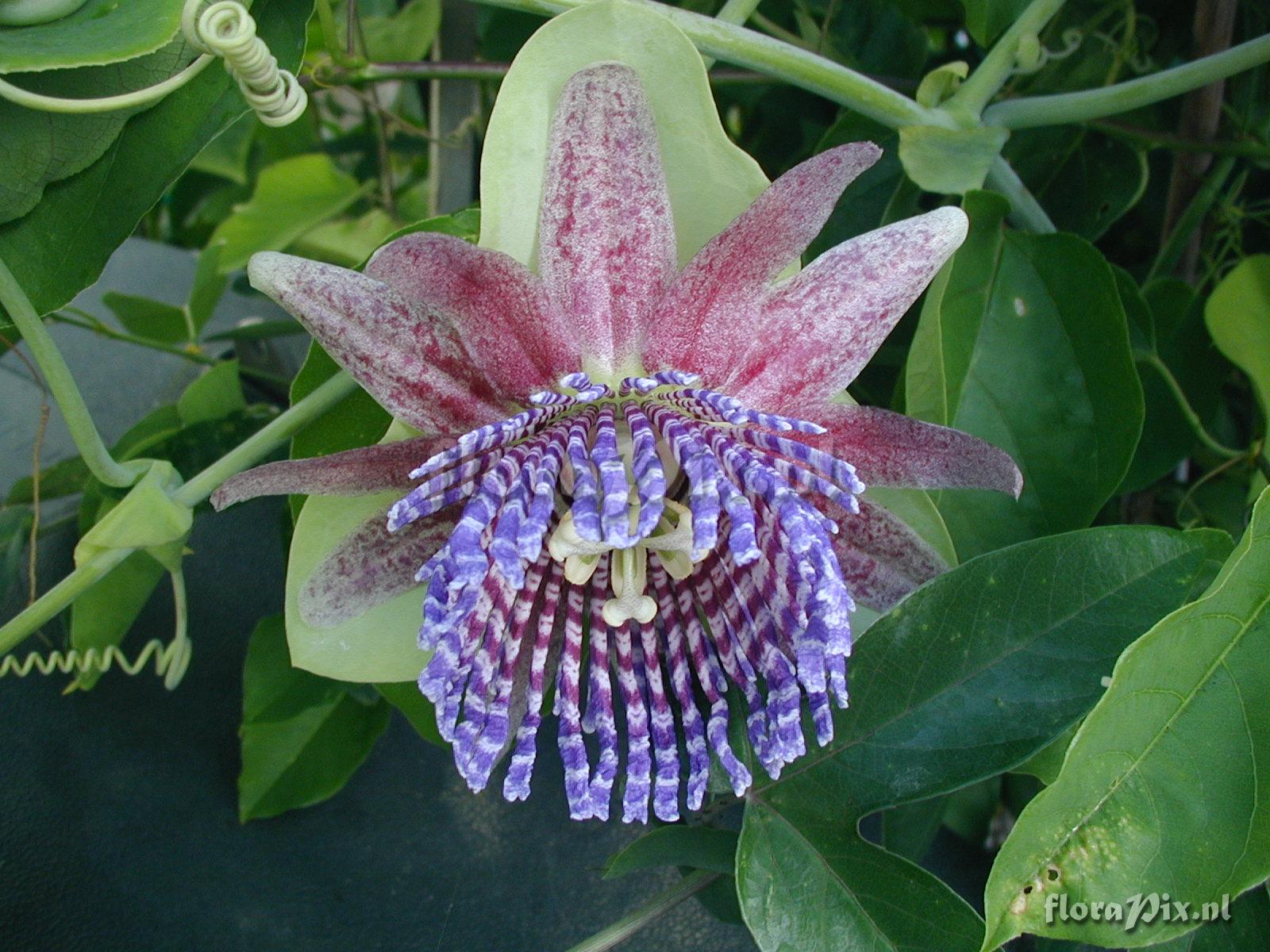 Passiflora Triloba