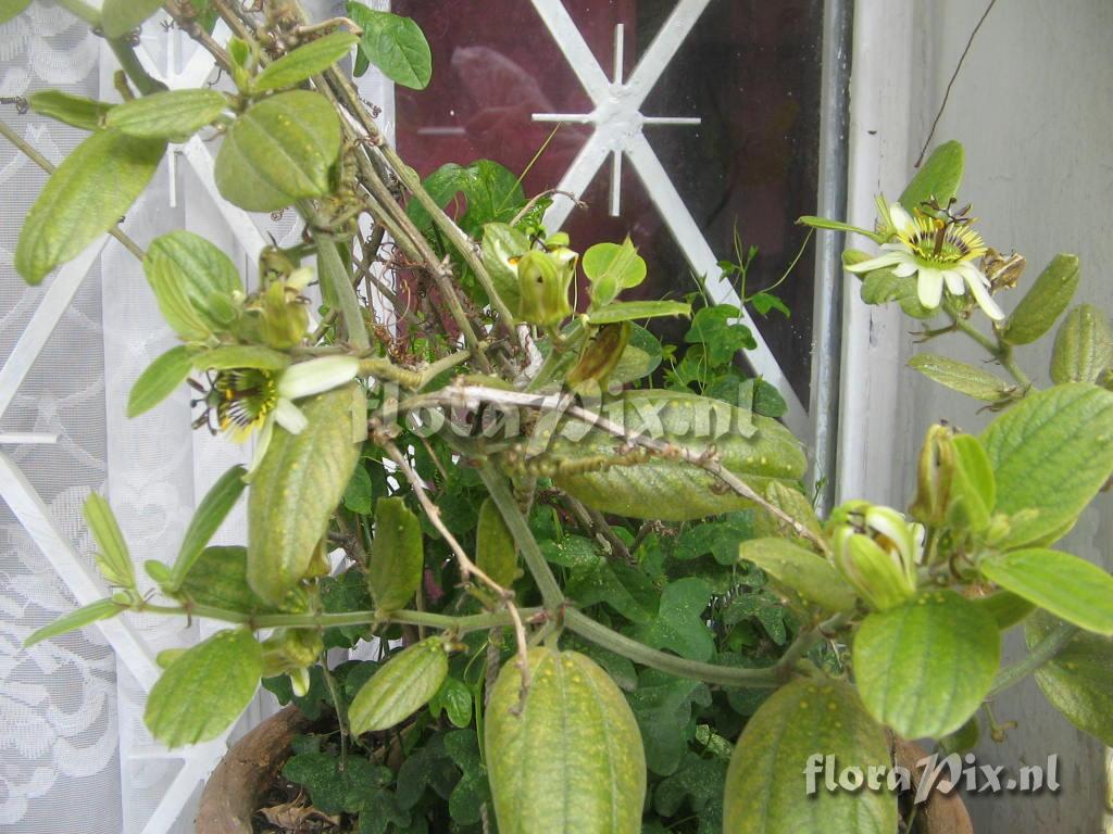 Passiflora sp. Colombia