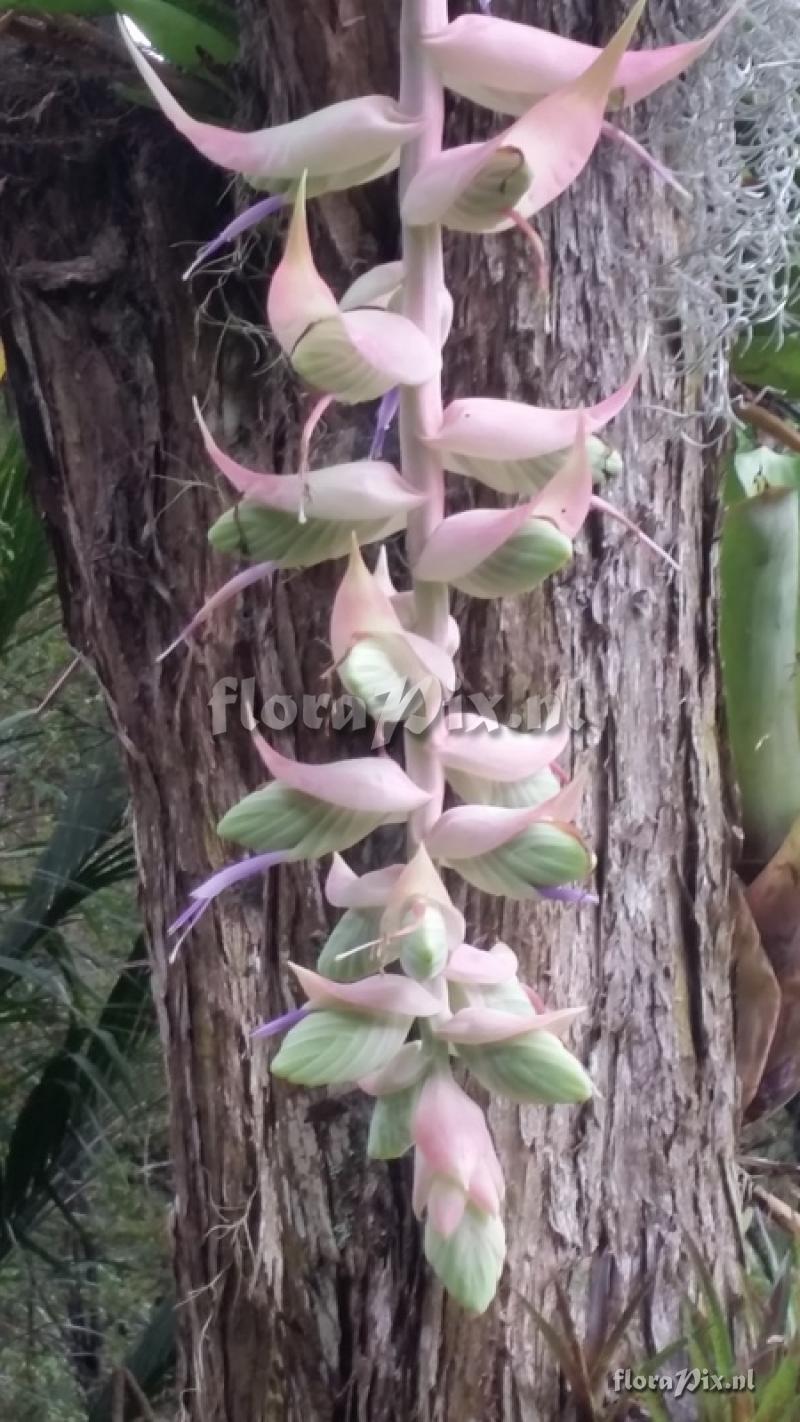 Tillandsia eizii