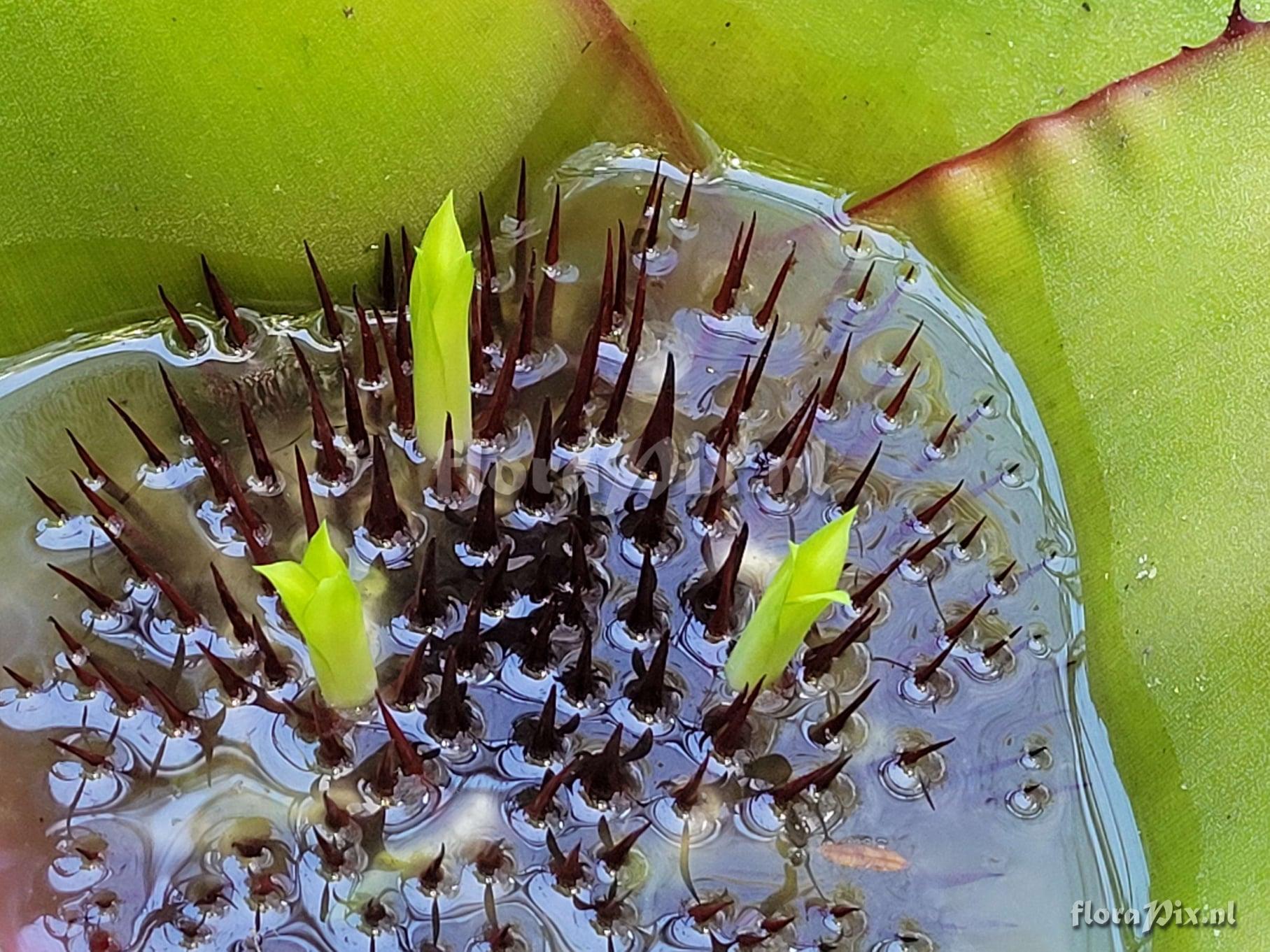 Neoregelia viridovinosa