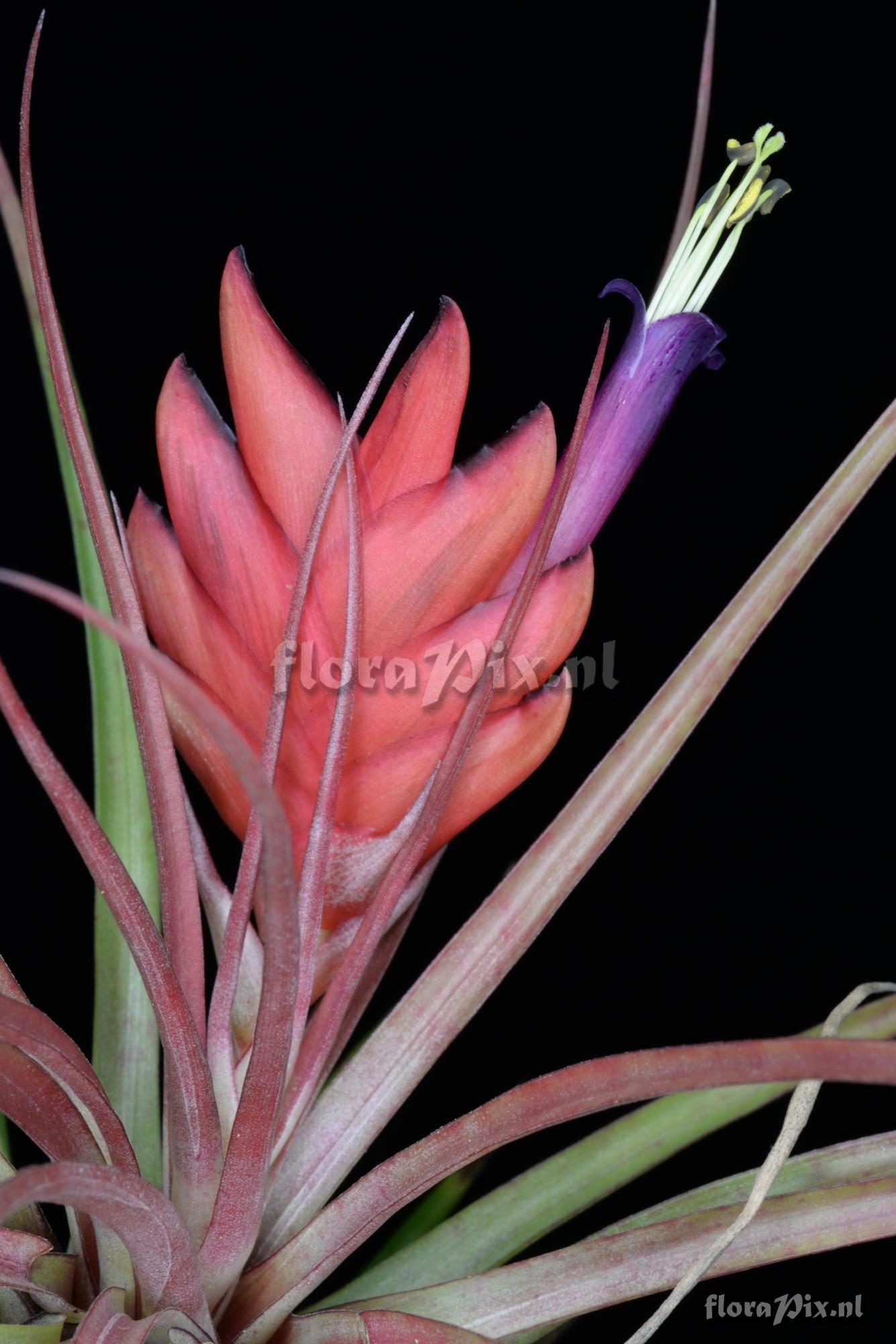 Tillandsia kegeliana