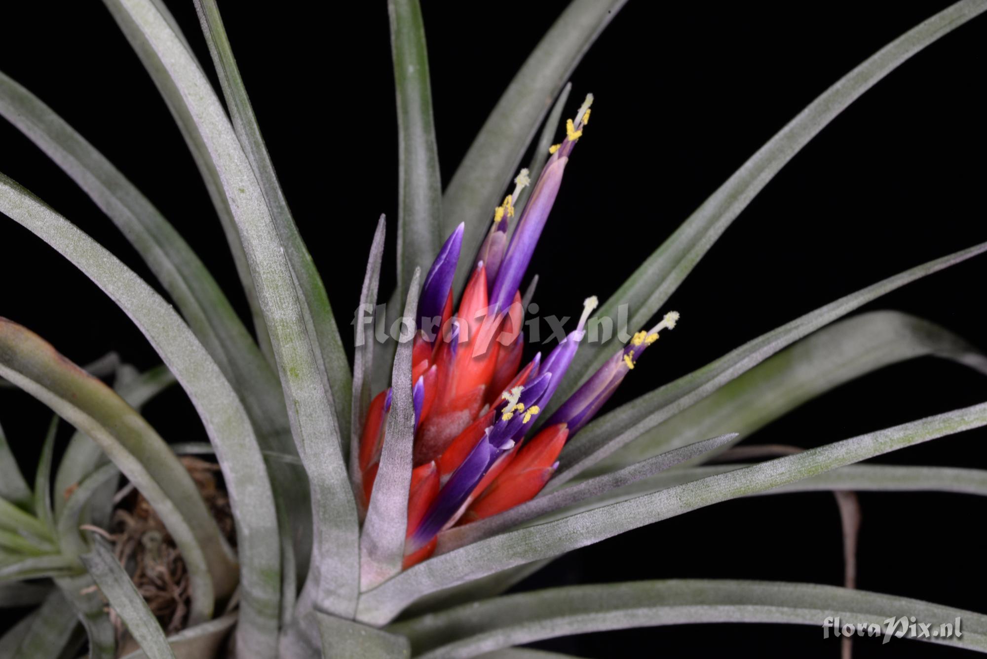 Tillandsia x velutina